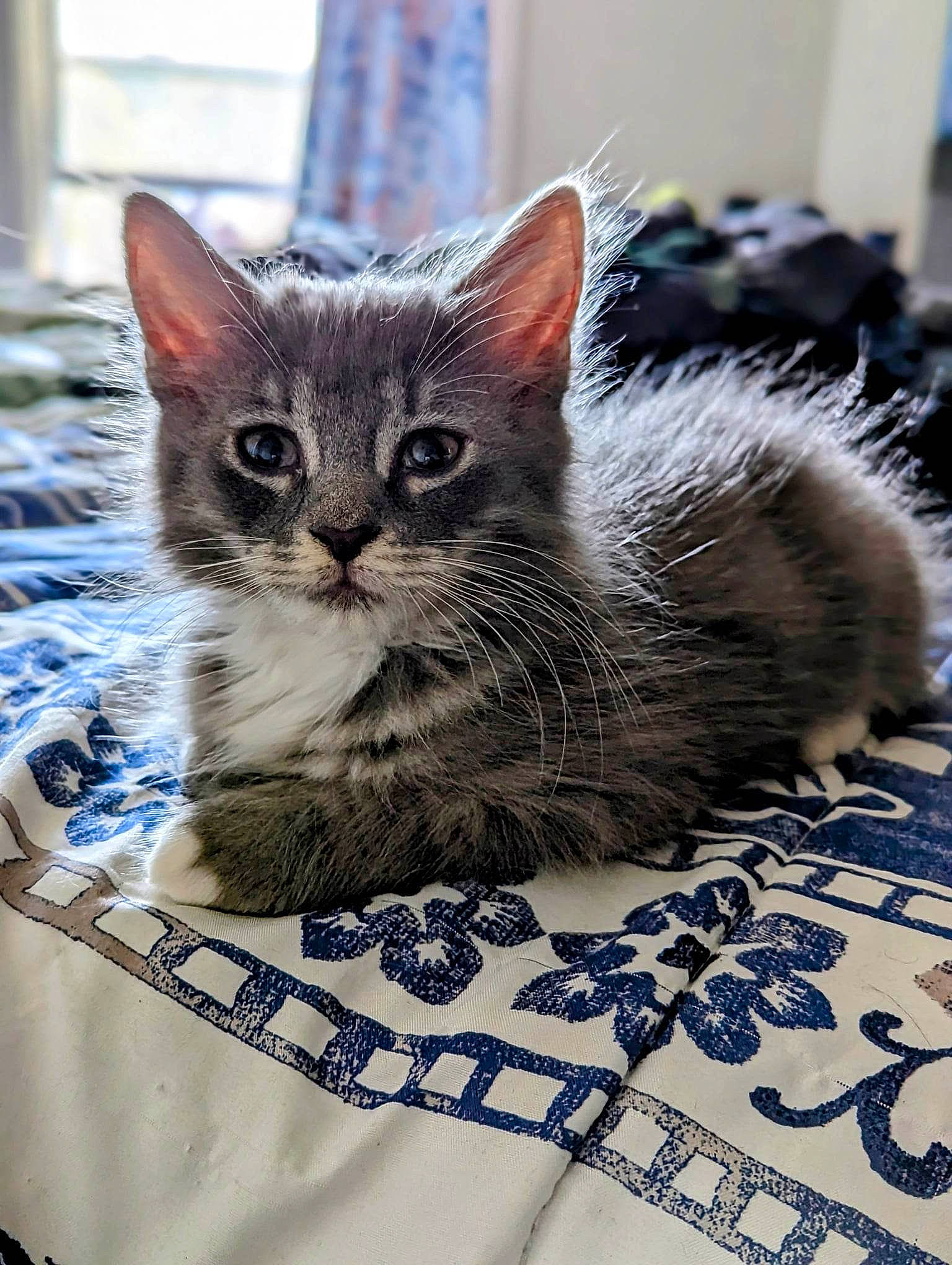 Lil Baby is registered to the contest to win money with this photo: box, carnivore, cat, claw, comfort, domestic_short_haired_cat, felidae, fur, grey, pattern, paw, sitting, small_to_medium_sized_cats, snout, tail, terrestrial_animal, tree, whiskers, window