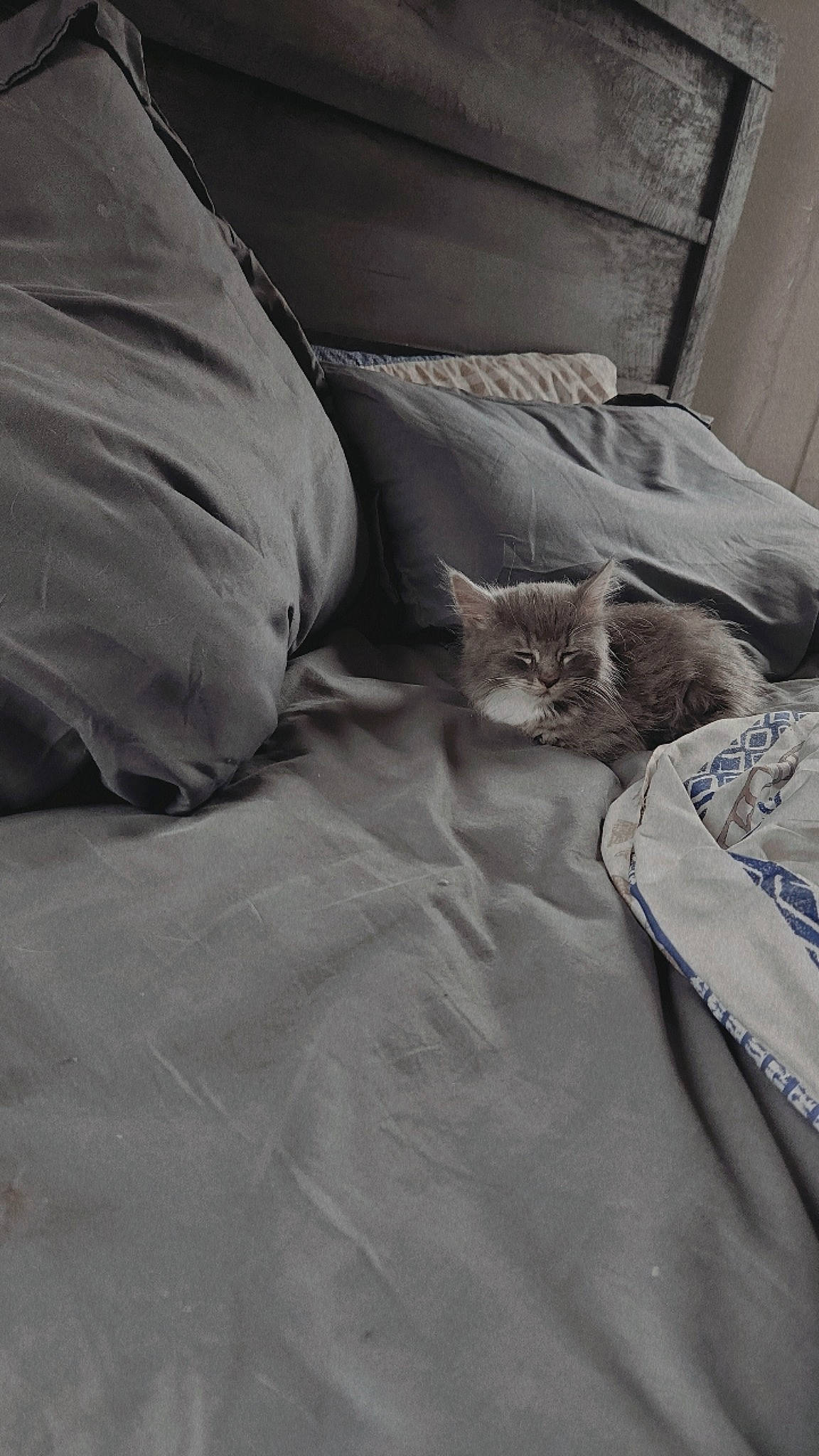 Lil Baby is registered to the contest to win money with this photo: bed, bed_sheet, bedding, bedroom, carnivore, cat, comfort, duvet, felidae, fur, grey, linens, mattress, pillow, room, small_to_medium_sized_cats, textile, throw_pillow, whiskers, wood