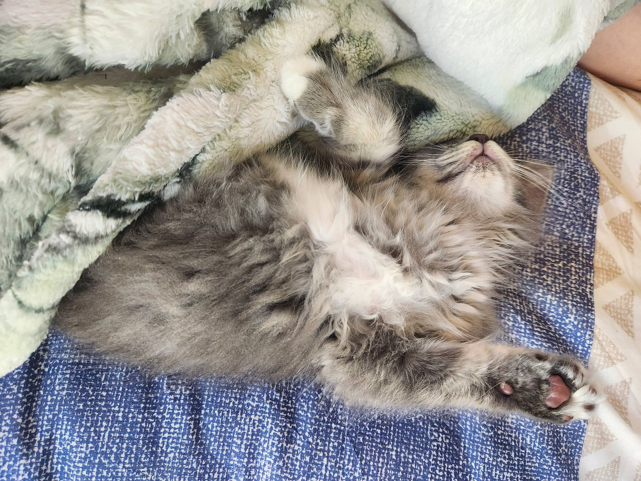 Lil Baby joined the competition — help win amazing prizes! carnivore, cat, claw, comfort, domestic_short_haired_cat, felidae, fur, grey, nap, pattern, paw, sleep, small_to_medium_sized_cats, tail, textile, whiskers