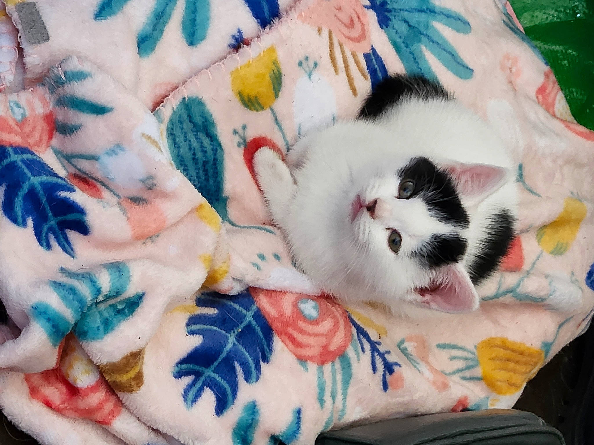 Moo joined the competition — help win amazing prizes! art, carnivore, cat, comfort, creative_arts, domestic_short_haired_cat, felidae, fur, grass, linens, pattern, paw, small_to_medium_sized_cats, tail, visual_arts, whiskers