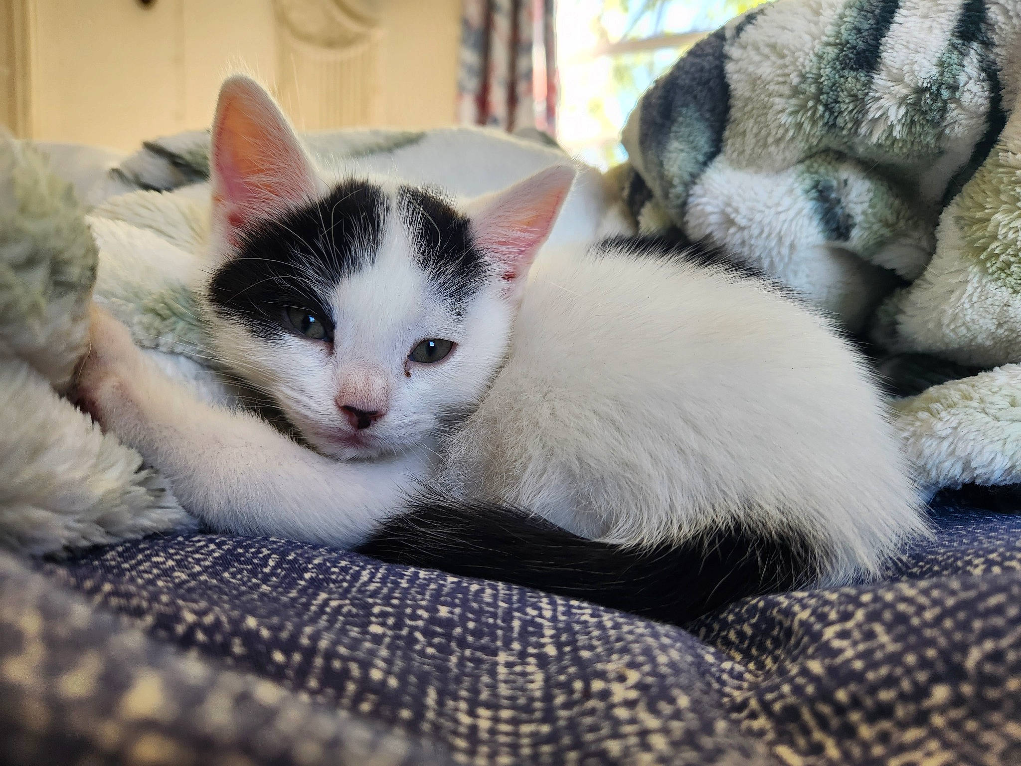 Moo joined the competition — help win amazing prizes! carnivore, cat, claw, comfort, domestic_short_haired_cat, felidae, fur, grass, grey, nap, paw, sitting, small_to_medium_sized_cats, snout, tail, textile, whiskers