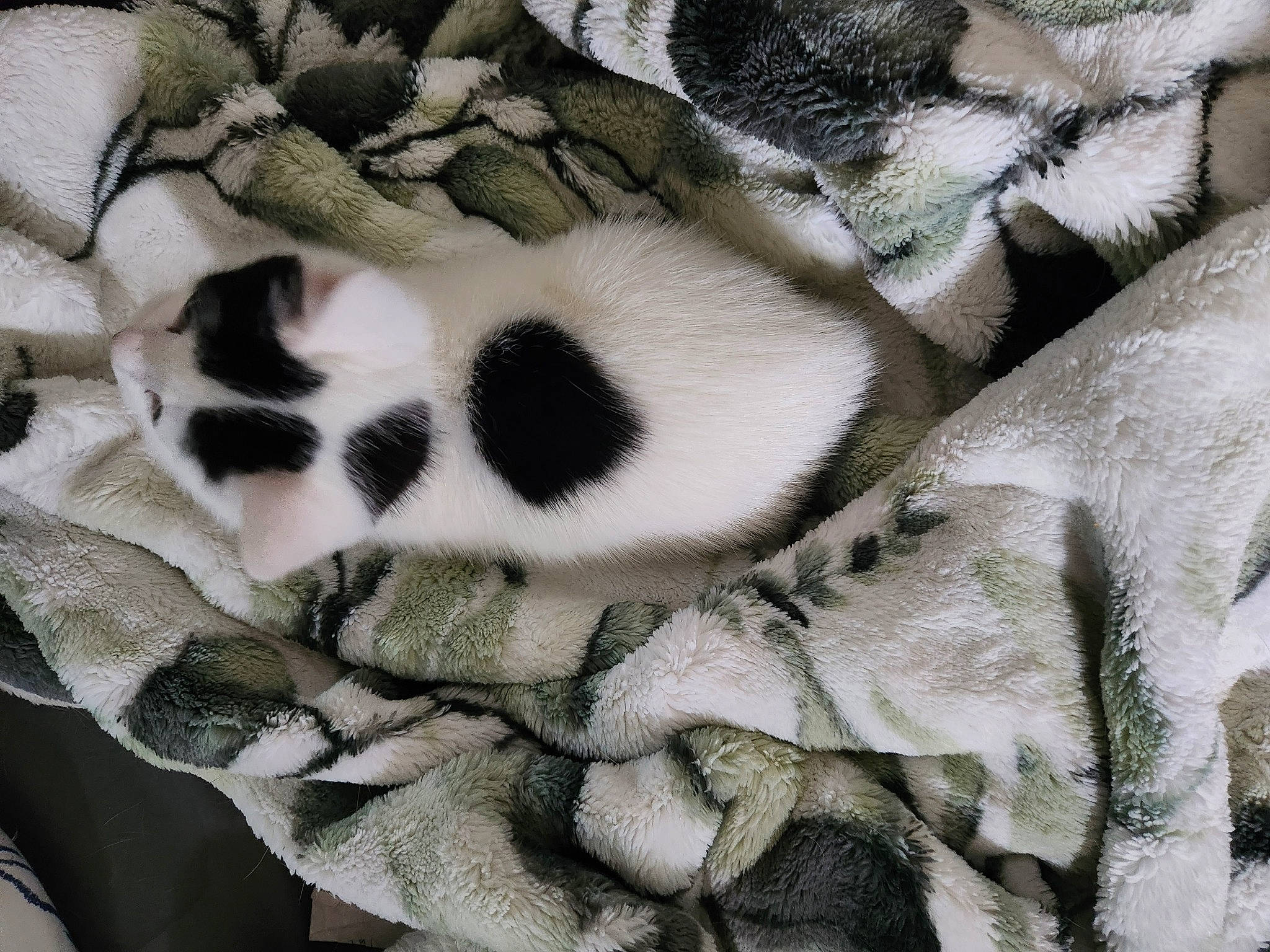 Moo joined the competition — help win amazing prizes! canidae, carnivore, cat, cat_bed, comfort, companion_dog, domestic_short_haired_cat, fawn, felidae, fur, grey, linens, nap, pattern, paw, small_to_medium_sized_cats, tail, terrestrial_animal, whiskers, white