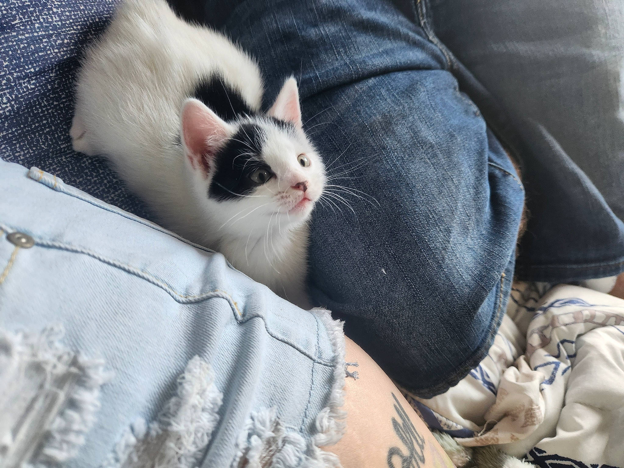 Moo joined the competition — help win amazing prizes! carnivore, cat, claw, comfort, domestic_short_haired_cat, fawn, felidae, foot, fur, grass, grey, leg, linens, pattern, paw, sitting, small_to_medium_sized_cats, snout, tail, whiskers