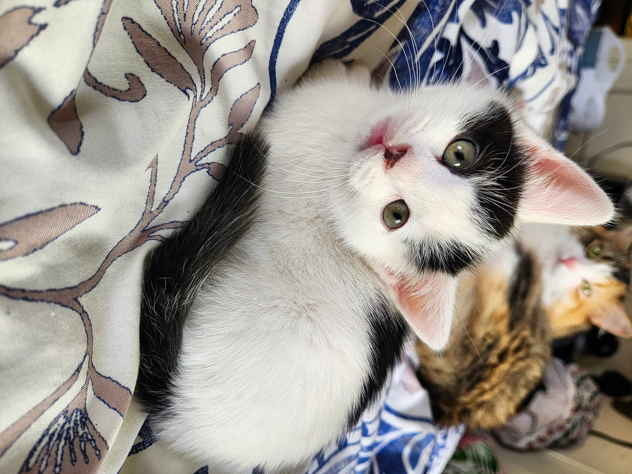 Moo joined the competition — help win amazing prizes! carnivore, cat, claw, comfort, domestic_short_haired_cat, eye, fang, fawn, felidae, fur, pattern, paw, small_to_medium_sized_cats, snout, tail, whiskers