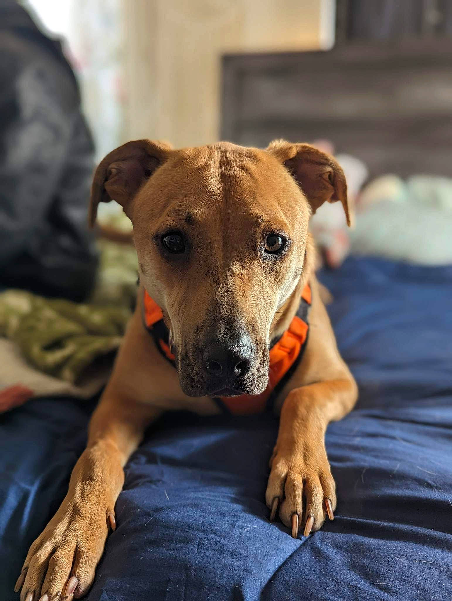 Stella joined the competition — help win amazing prizes! ancient_dog_breeds, carnivore, collar, comfort, companion_dog, dog, dog_breed, dog_collar, dog_supply, fawn, guard_dog, snout, sporting_group, terrestrial_animal, whiskers, working_animal, working_dog