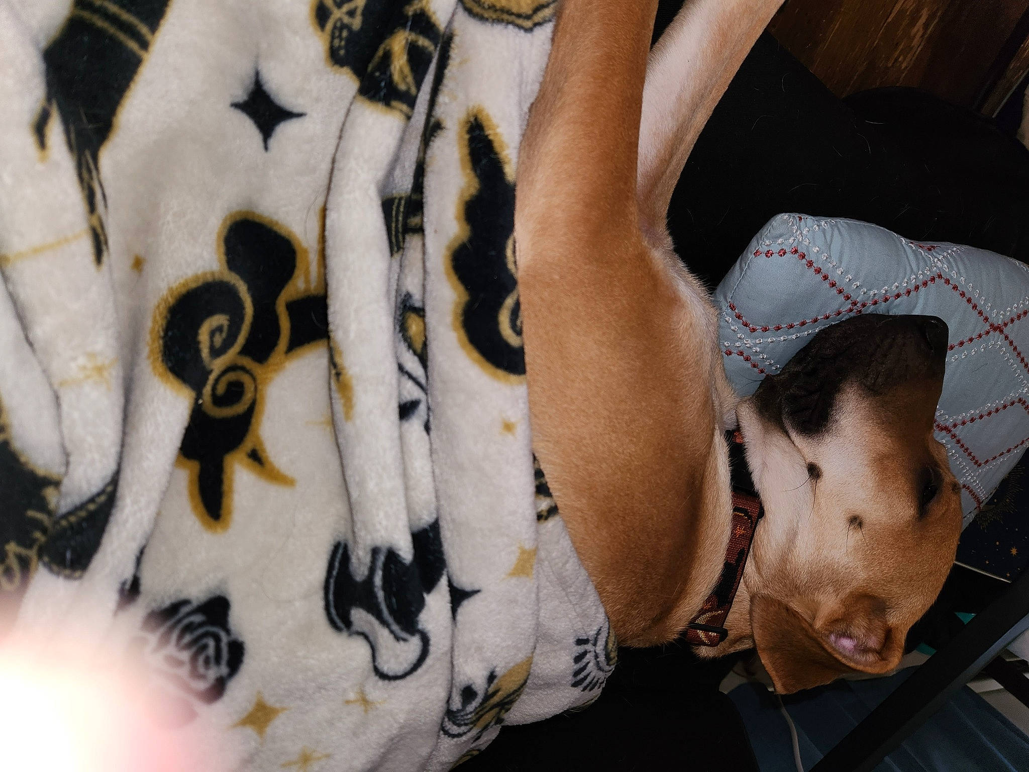 Stella is registered to the contest to win money with this photo: black_hair, carmine, carnivore, companion_dog, fashion_accessory, fawn, felidae, font, foot, fur, human_leg, knee, pattern, personal_protective_equipment, snout, sportswear, thigh, trunk, vertebrate, whiskers