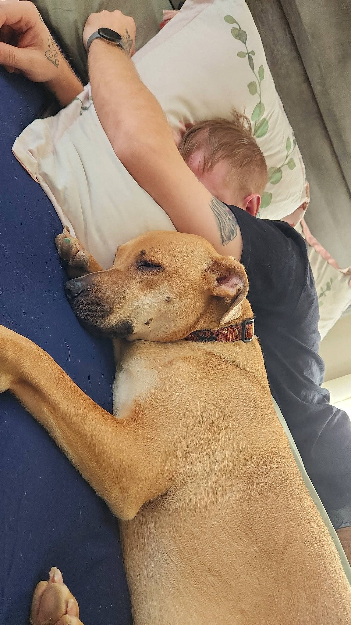 Stella is registered to the contest to win money with this photo: abdomen, canidae, carnivore, chair, comfort, companion_dog, dog, dog_breed, fawn, felidae, fur, guard_dog, human_leg, knee, sitting, sporting_group, thigh, toy_dog, wood, working_animal