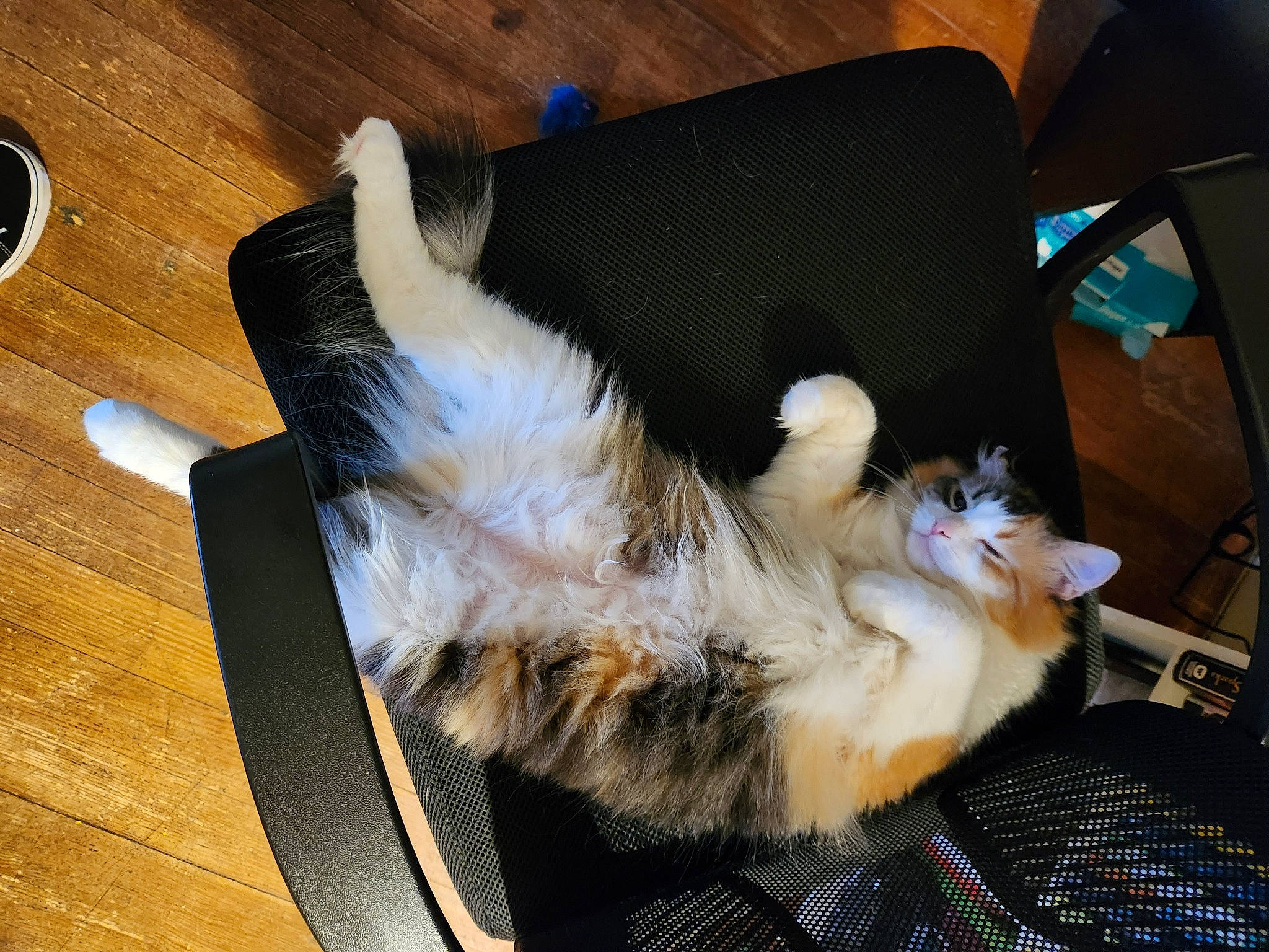 Letty joined the competition — help win amazing prizes! carnivore, cat, claw, comfort, companion_dog, dog_breed, fawn, felidae, flooring, foot, fur, hardwood, lap, paw, small_to_medium_sized_cats, tail, varnish, whiskers, wood, wood_stain