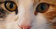 Yumi participe au concours pour gagner de l'argent avec cette photo : cat, close_up, face, fur, whiskers, eyes, animal, pet, cute, domestic_cat, muzzle, nose, portrait, calico, feline, soft_texture, indoor, looking, curious, macro