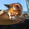 Yumi a rejoint le concours — aidez-le/la à gagner de superbes lots ! cat, calico, sleeping, close_up, whiskers, window, sunlight, blue_sky, hammock, resting, fur, indoor, pet, animal, peaceful, daylight, texture, ears, nose, soft
