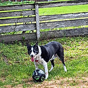 Bella is registered to the contest to win money with this photo: animal, architecture, backyard, ball, building, canine, dog, football, grass, nature, outdoors, pet, plant, puppy, shelter, soccer, soccerball, sphere, sport, yard