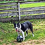 animal, architecture, backyard, ball, building, canine, dog, football, grass, nature, outdoors, pet, plant, puppy, shelter, soccer, soccerball, sphere, sport, yard