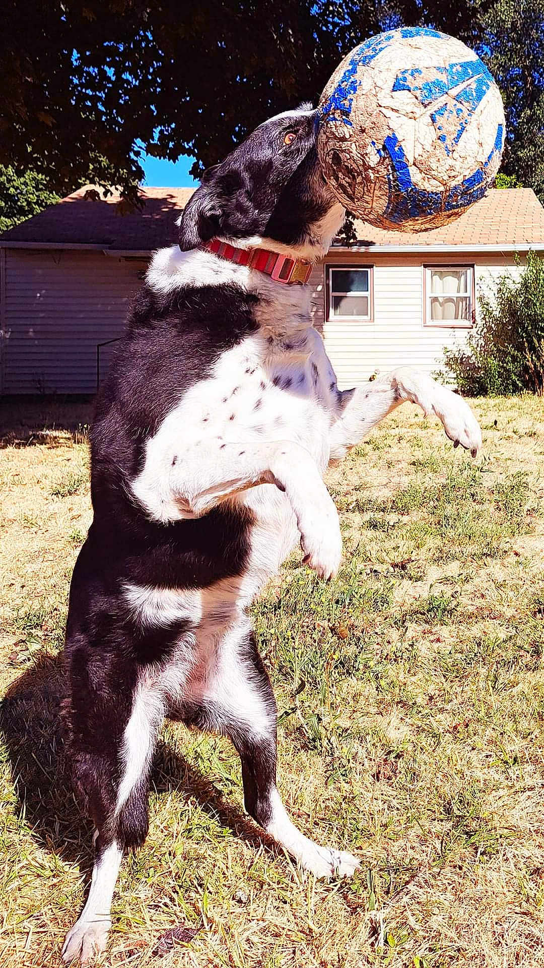 Bella joined the competition — help win amazing prizes! animal, architecture, ball, building, canine, dog, football, grass, outdoors, pet, plant, pointer, puppy, shelter, soccer, soccerball, sphere, sport, tennis, tennisball