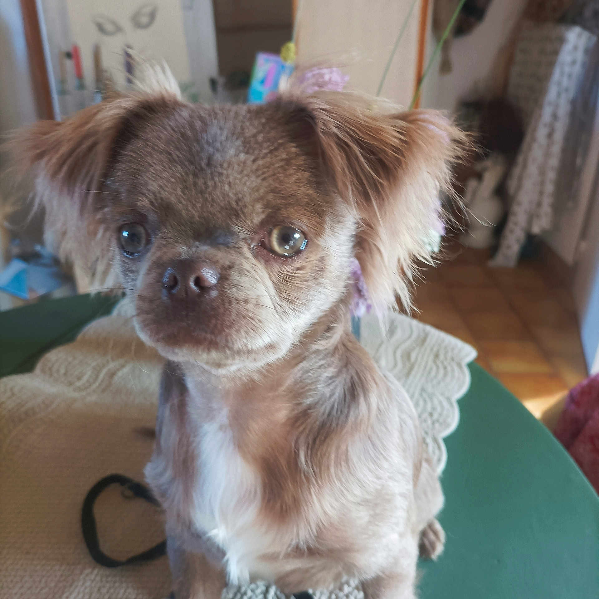 Félix a rejoint le concours — aidez-le/la à gagner de superbes lots ! dog, small_dog, close_up, brown_fur, fluffy_ears, indoor, table, lace_doyly, blurred_background, pet, cute, animal, canine, fur, face, eyes, nose, sitting, household, domestic