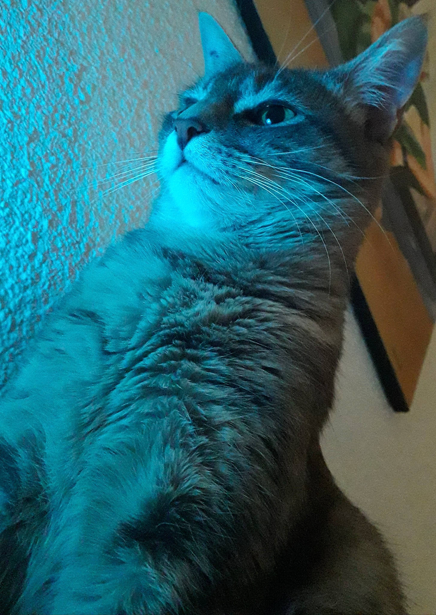 Plume a rejoint le concours — aidez-le/la à gagner de superbes lots ! black_cat, blue, carnivore, cat, chartreux, felidae, korat, nebelung, ojos_azules, russian_blue, small_to_medium_sized_cats, snout, tail, turquoise, whiskers