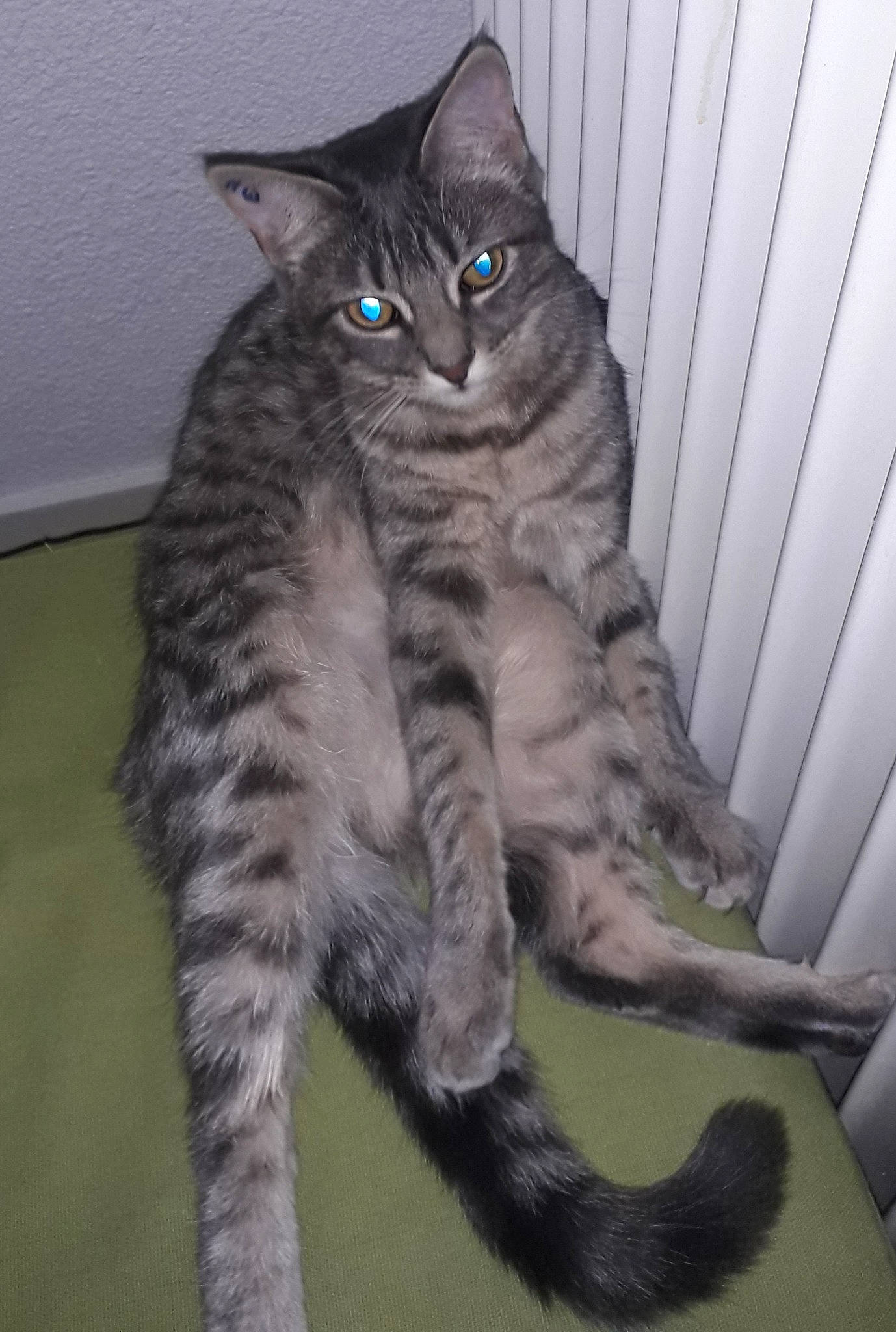 Plume participe au concours pour gagner de l'argent avec cette photo : asian, california_spangled, carnivore, cat, domestic_short_haired_cat, dragon_li, european_shorthair, felidae, kitten, maine_coon, mammal, norwegian_forest_cat, pixie_bob, polydactyl_cat, siberian, small_to_medium_sized_cats, tabby_cat, tail, vertebrate, whiskers