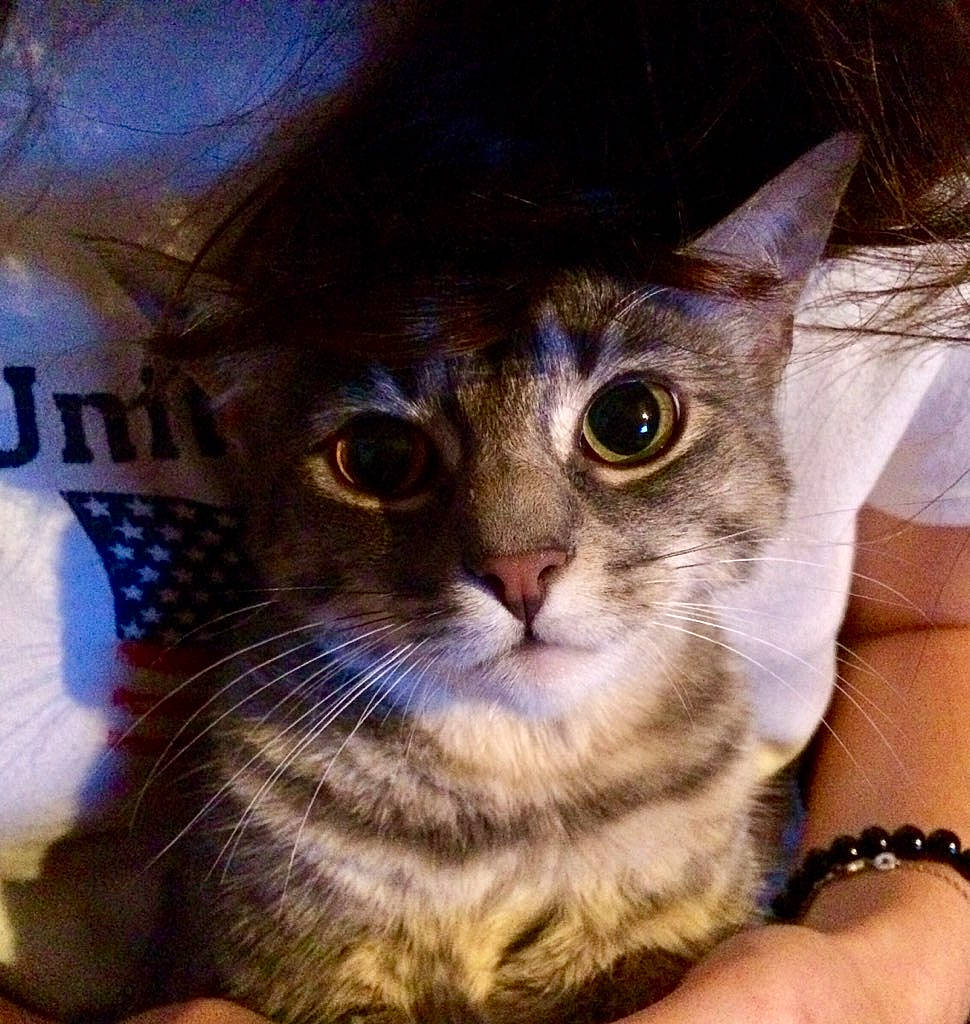 Plume a rejoint le concours — aidez-le/la à gagner de superbes lots ! american_shorthair, asian, carnivore, cat, domestic_short_haired_cat, ear, european_shorthair, eye, felidae, fur, kitten, mammal, nose, small_to_medium_sized_cats, tabby_cat, whiskers