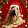 dog, golden_retriever, santa_hat, christmas, holiday, festive, red_background, snowflakes, ornaments, pine_branches, laying_down, pet, cute, seasonal, celebration, animal, holiday_decor, christmas_theme, winter, portrait