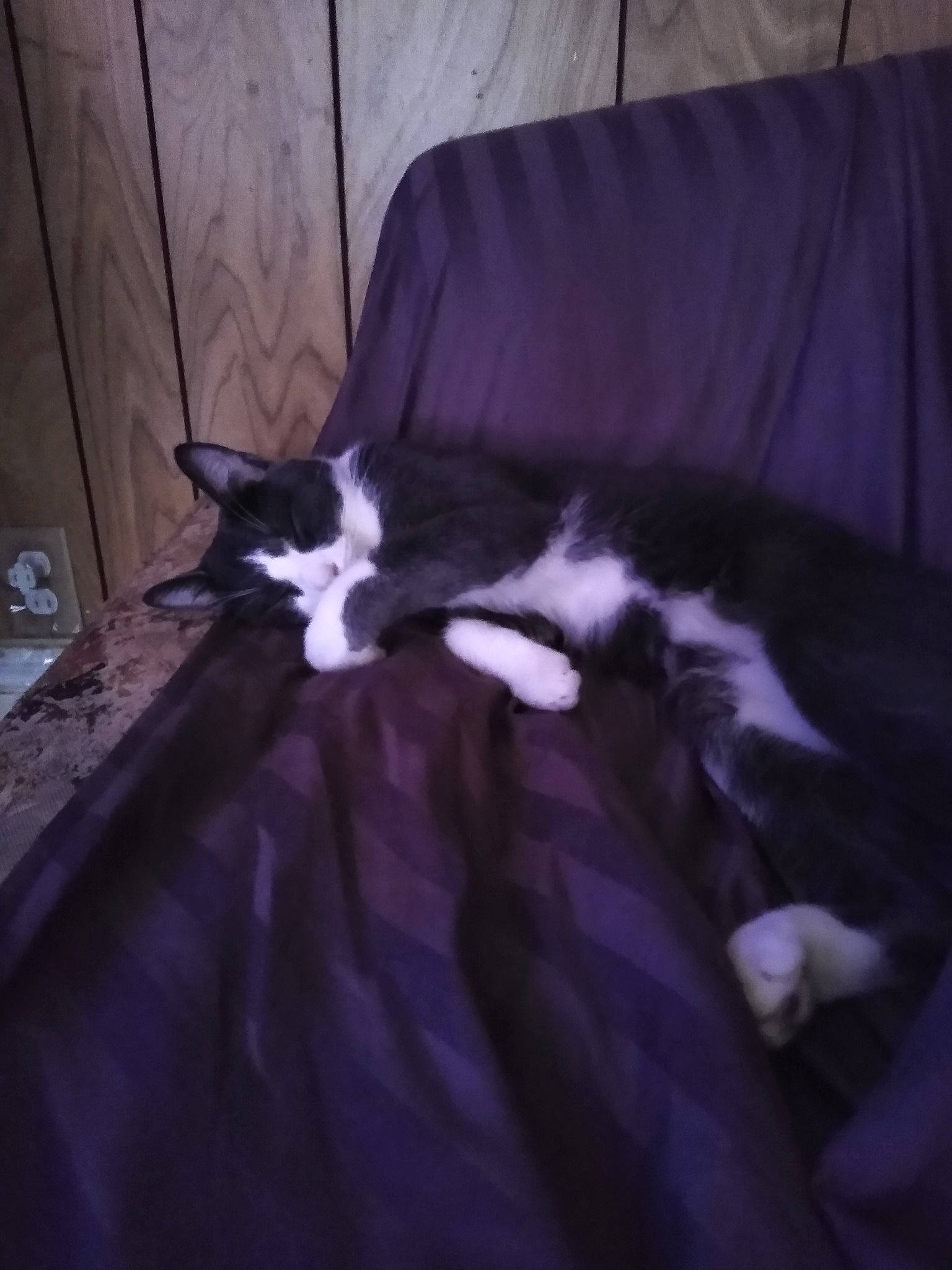 Jitterbug is registered to the contest to win money with this photo: carnivore, cat, ear, felidae, fur, kitten, night, norwegian_forest_cat, purple, small_to_medium_sized_cats, tail, whiskers