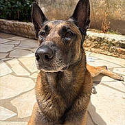 Saïko participe au concours pour gagner de l'argent avec cette photo : dog, canine, pet, outdoor, sunlight, stone_patio, ears, alert, animal, brown_fur, portrait, close_up, nature, resting, garden, background, wall, fur_texture, daylight, watchful