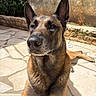 dog, canine, pet, outdoor, sunlight, stone_patio, ears, alert, animal, brown_fur, portrait, close_up, nature, resting, garden, background, wall, fur_texture, daylight, watchful
