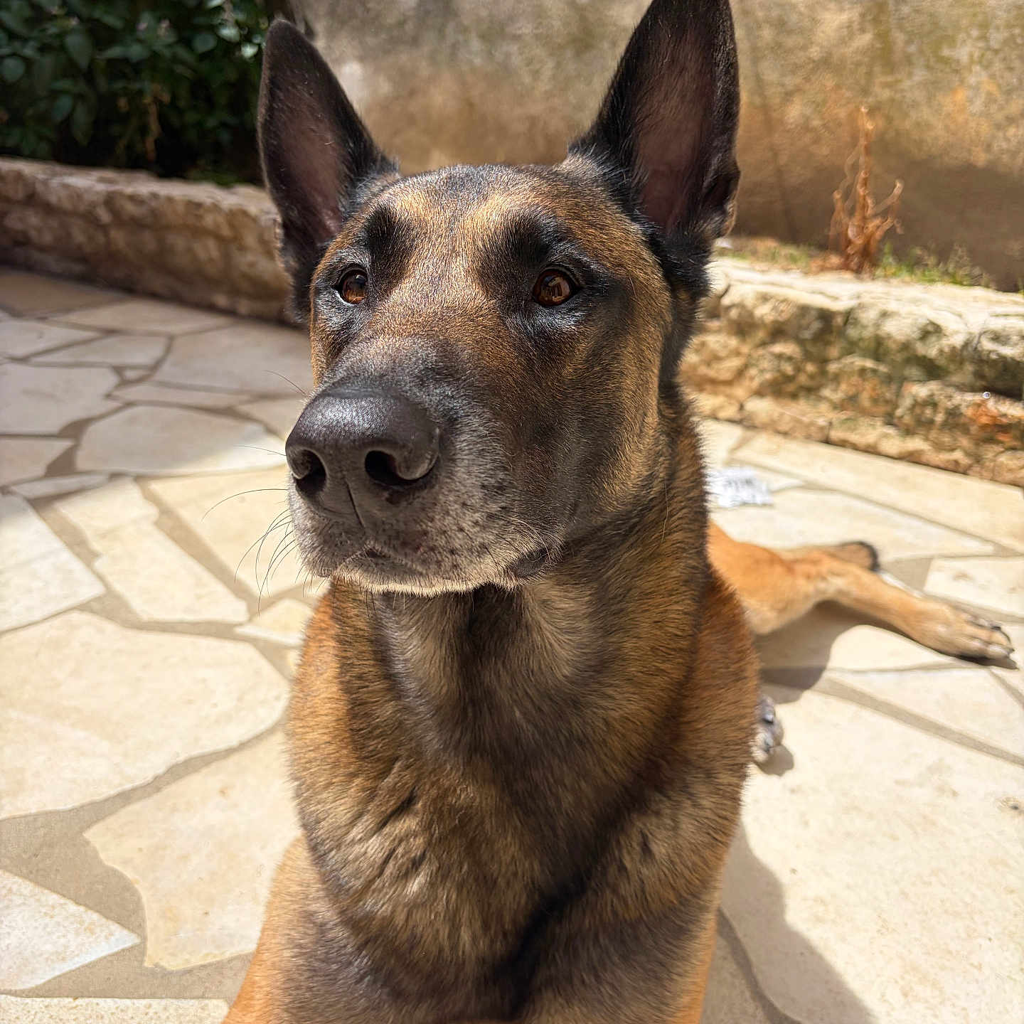 Saïko participe au concours pour gagner de l'argent avec cette photo : dog, canine, pet, outdoor, sunlight, stone_patio, ears, alert, animal, brown_fur, portrait, close_up, nature, resting, garden, background, wall, fur_texture, daylight, watchful