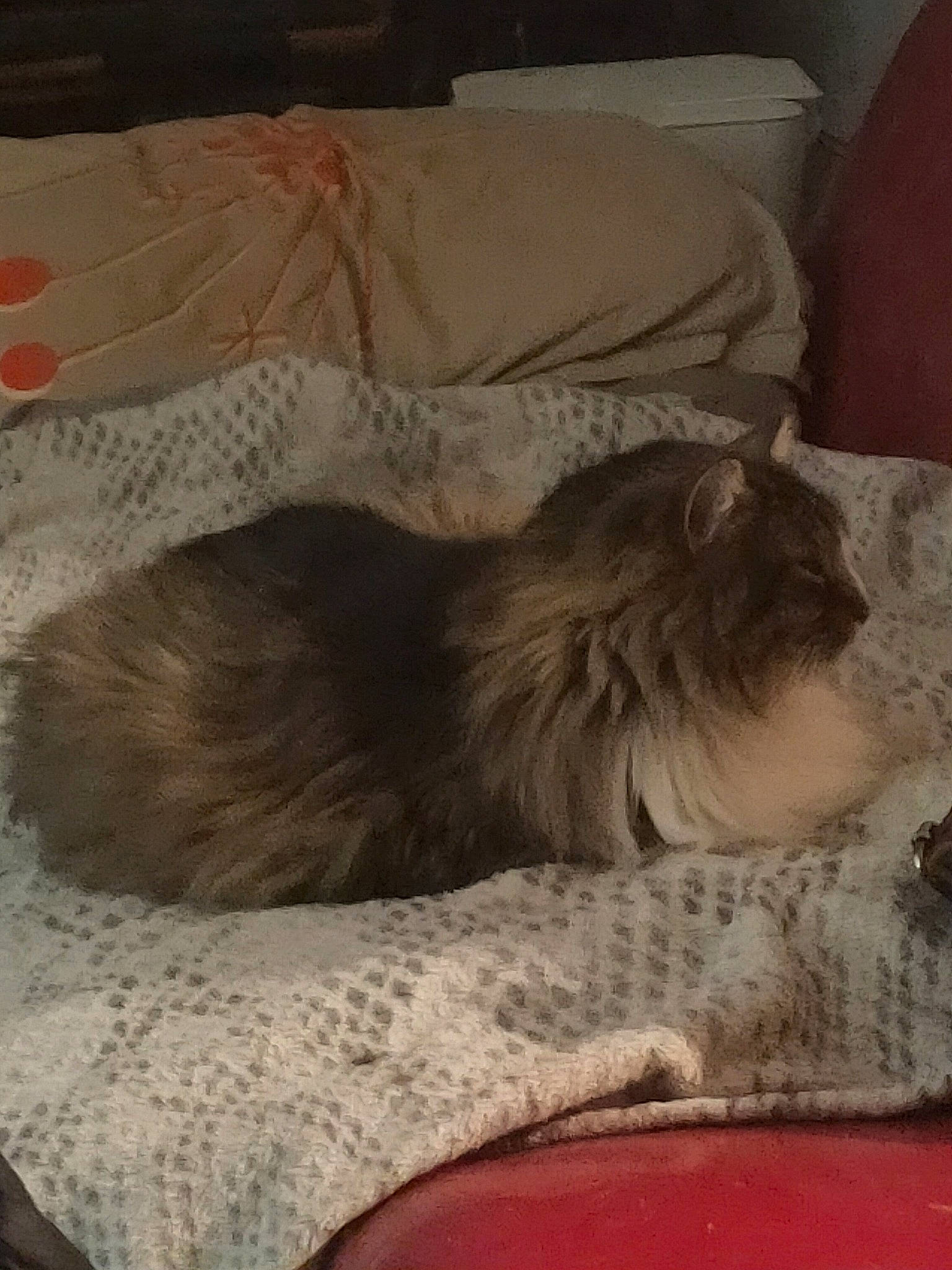 Helmuth a rejoint le concours — aidez-le/la à gagner de superbes lots ! canidae, carnivore, cat, cat_bed, comfort, companion_dog, dog_breed, fawn, felidae, fur, grey, hardwood, linens, liver, paw, small_to_medium_sized_cats, snout, tail, terrestrial_animal, whiskers