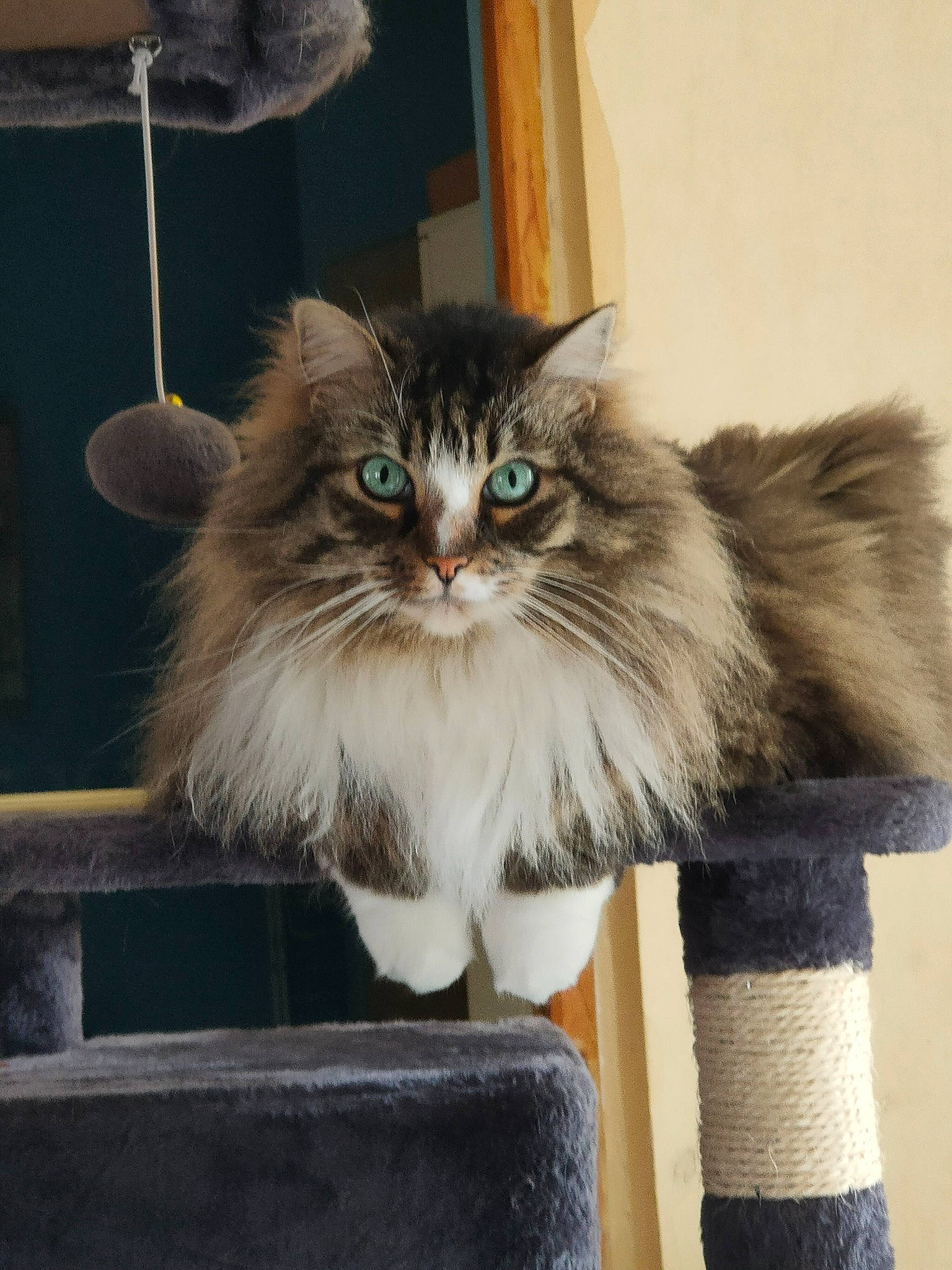 Helmuth a rejoint le concours — aidez-le/la à gagner de superbes lots ! art, box, british_longhair, carnivore, cat, claw, fawn, felidae, fur, maine_coon, paw, persian, ragdoll, sitting, small_to_medium_sized_cats, snout, tail, terrestrial_animal, whiskers