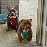 animal, brown_dog, canine, companion, dog, domestic, door, fence, floor, friendship, gray_dog, happy_dog, harness, outdoor, patio, pet, plastic_basin, serious_dog, sunlight, waiting