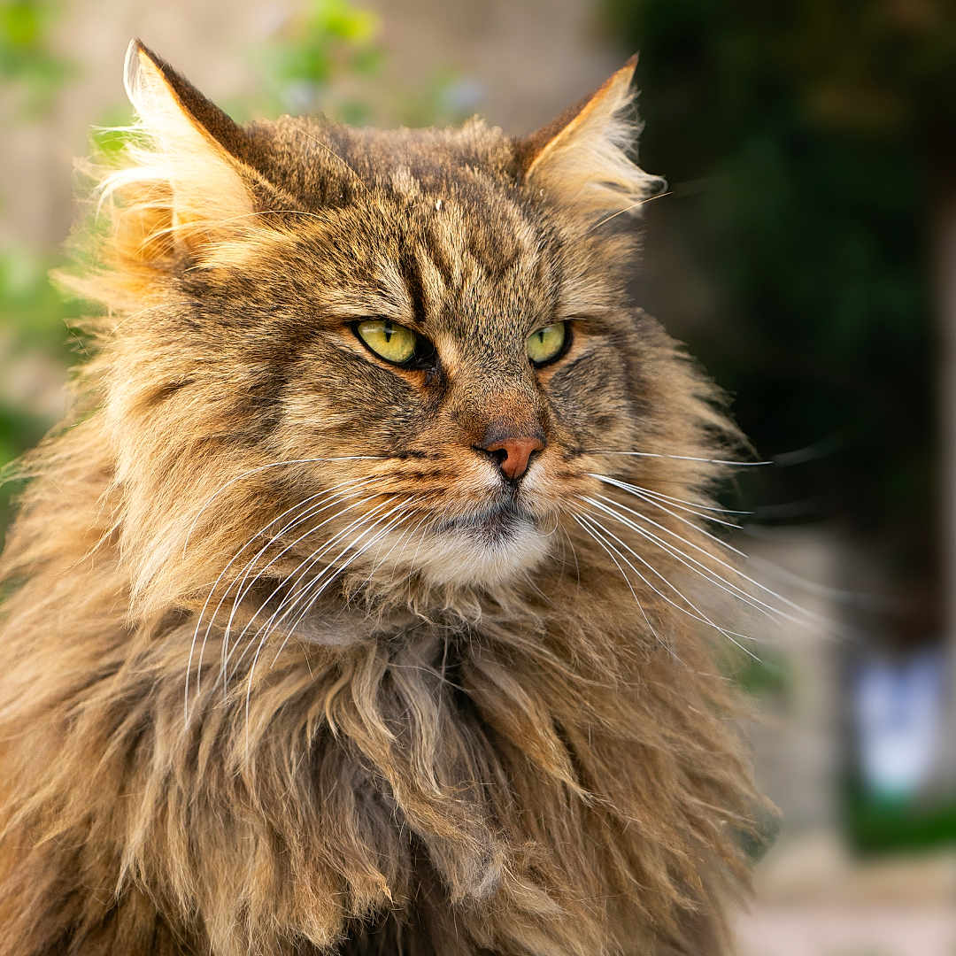 Warold a rejoint le concours — aidez-le/la à gagner de superbes lots ! animal, calm, cat, close_up, ears, feline, fluffy, focused, fur, garden, green_eyes, long_hair, majestic, mammal, nature, outdoor, pet, portrait, sitting, whiskers