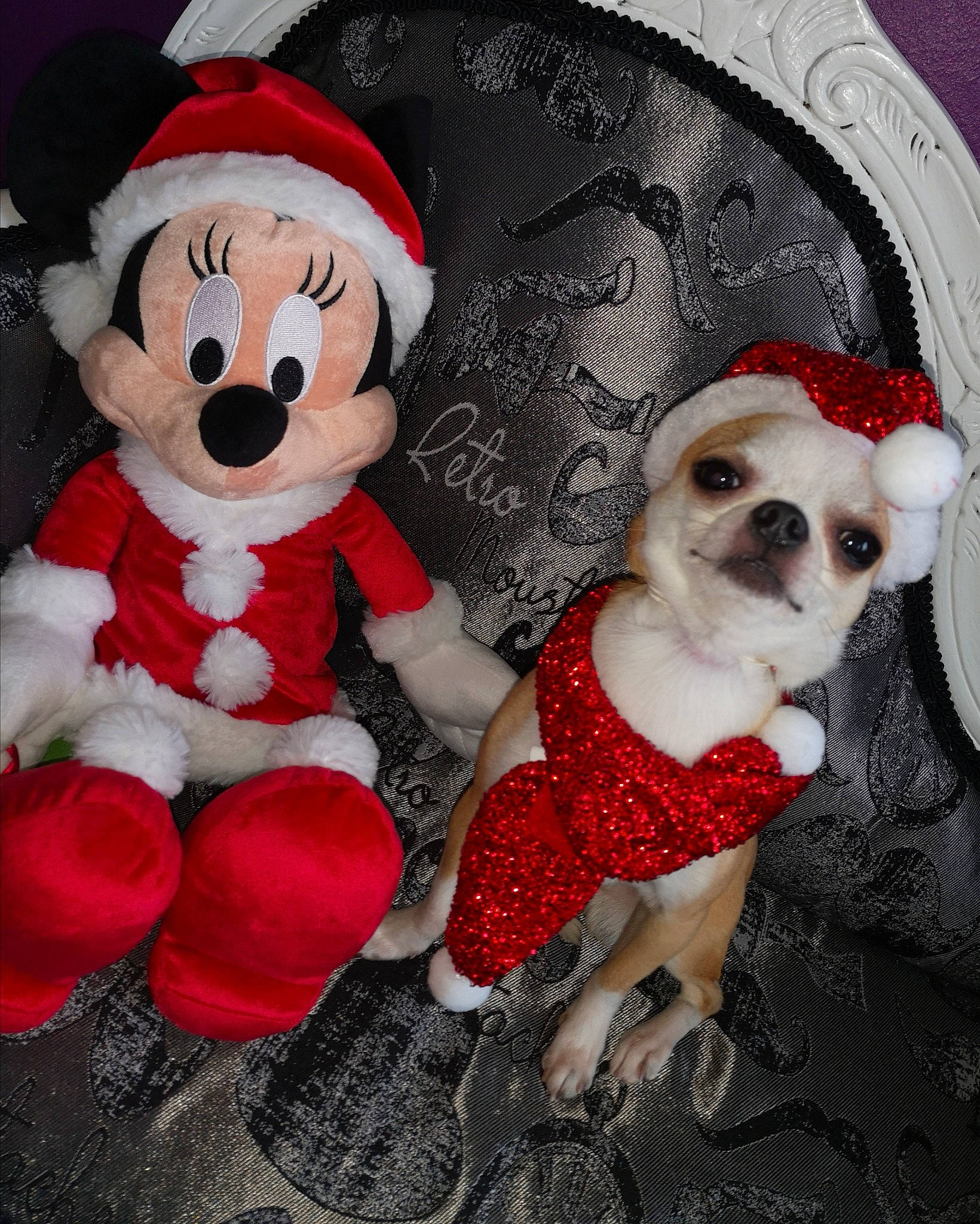 Little participe au concours pour gagner de l'argent avec cette photo : canidae, carmine, carnivore, collar, companion_dog, costume_accessory, costume_hat, dog, dog_breed, dog_clothes, dog_supply, fictional_character, fur, pet_supply, plush, snout, stuffed_toy, toy, toy_dog, working_animal