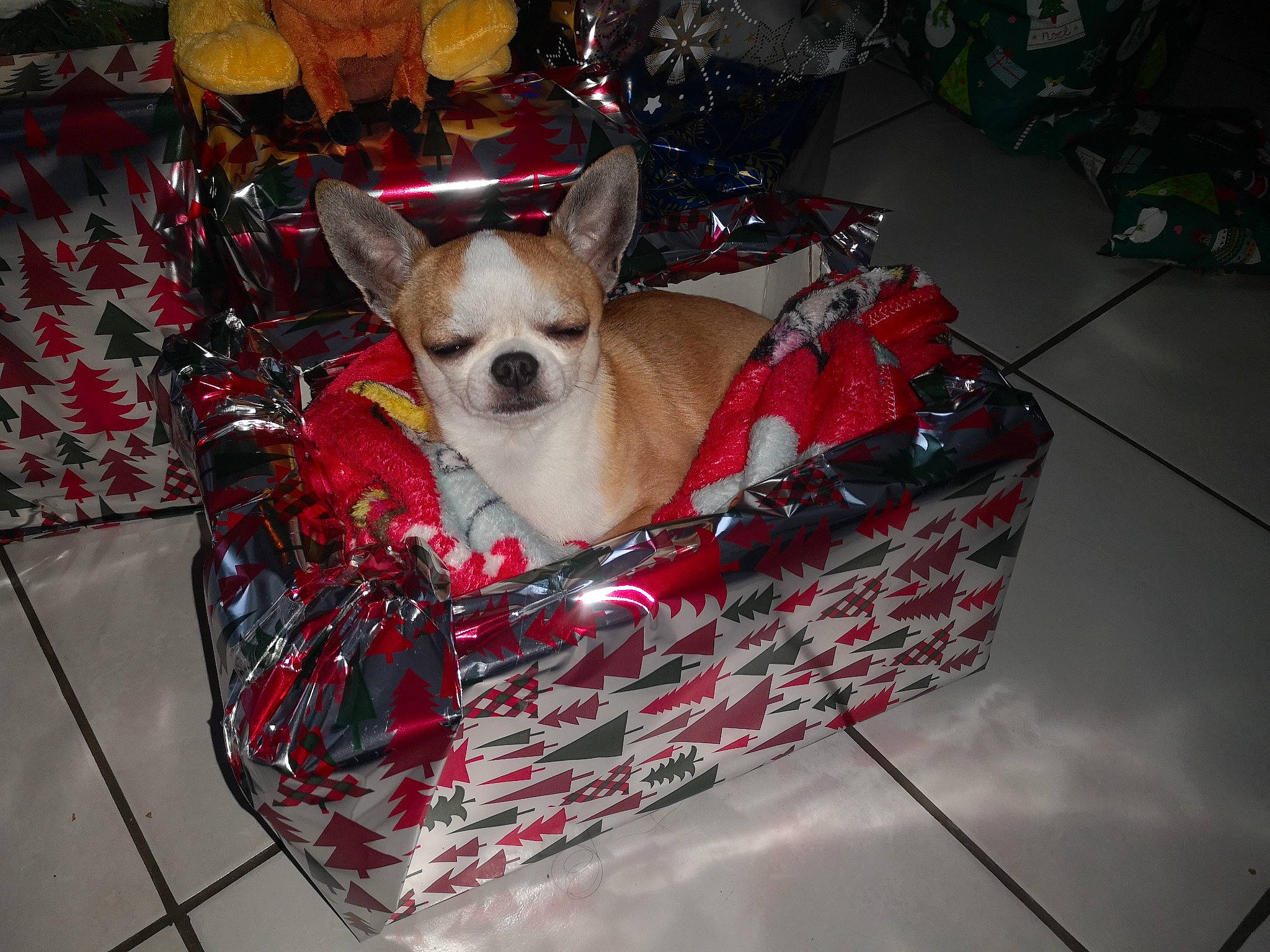 Little participe au concours pour gagner de l'argent avec cette photo : basket, beer, beer_glass, canidae, carnivore, chihuahua, companion_dog, dog, dog_bed, dog_breed, dog_supply, fawn, home_accessories, non_sporting_group, pet_supply, small_terrier, snout, sporting_group, storage_basket, toy_dog