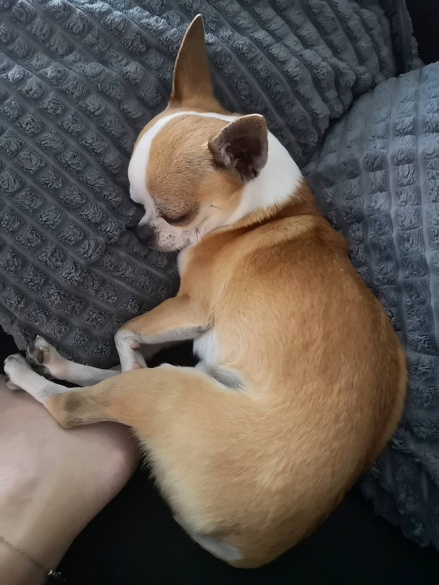 Little participe au concours pour gagner de l'argent avec cette photo : canidae, carnivore, comfort, couch, dog, dog_breed, fawn, non_sporting_group, paw, snout, toy_dog, vertebrate, working_animal