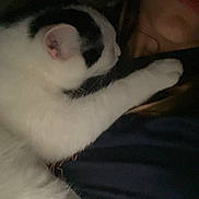 Lilo participe au concours pour gagner de l'argent avec cette photo : affection, animal, black_spots, cat, closeup, companion, cozy, cuddle, dark, friendship, fur, indoor, paw, person_partial, pet, relaxing, resting, snuggling, soft, white_cat