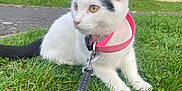 Lilo participe au concours pour gagner de l'argent avec cette photo : animal, black_spots, calm, cat, curious, daylight, domestic_cat, fence, grass, leash, nature, outdoor, pet, pink_collar, side_view, sitting, tree, white_cat, yellow_eyes, young_cat