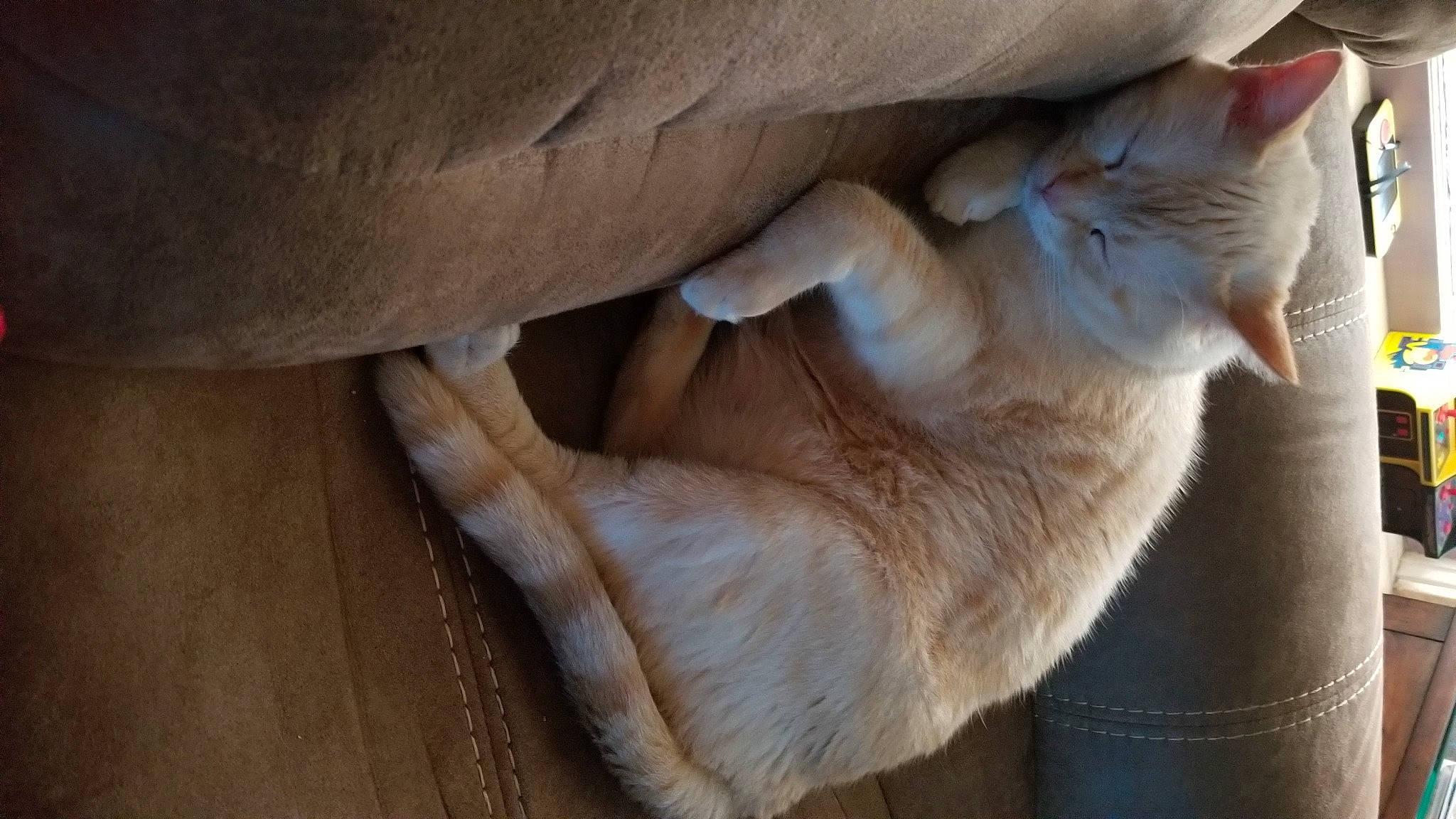 Kai joined the competition — help win amazing prizes! carnivore, cat, claw, comfort, domestic_short_haired_cat, fawn, felidae, foot, fur, gesture, hardwood, human_leg, nap, paw, small_to_medium_sized_cats, snout, tail, whiskers, wood, wrinkle