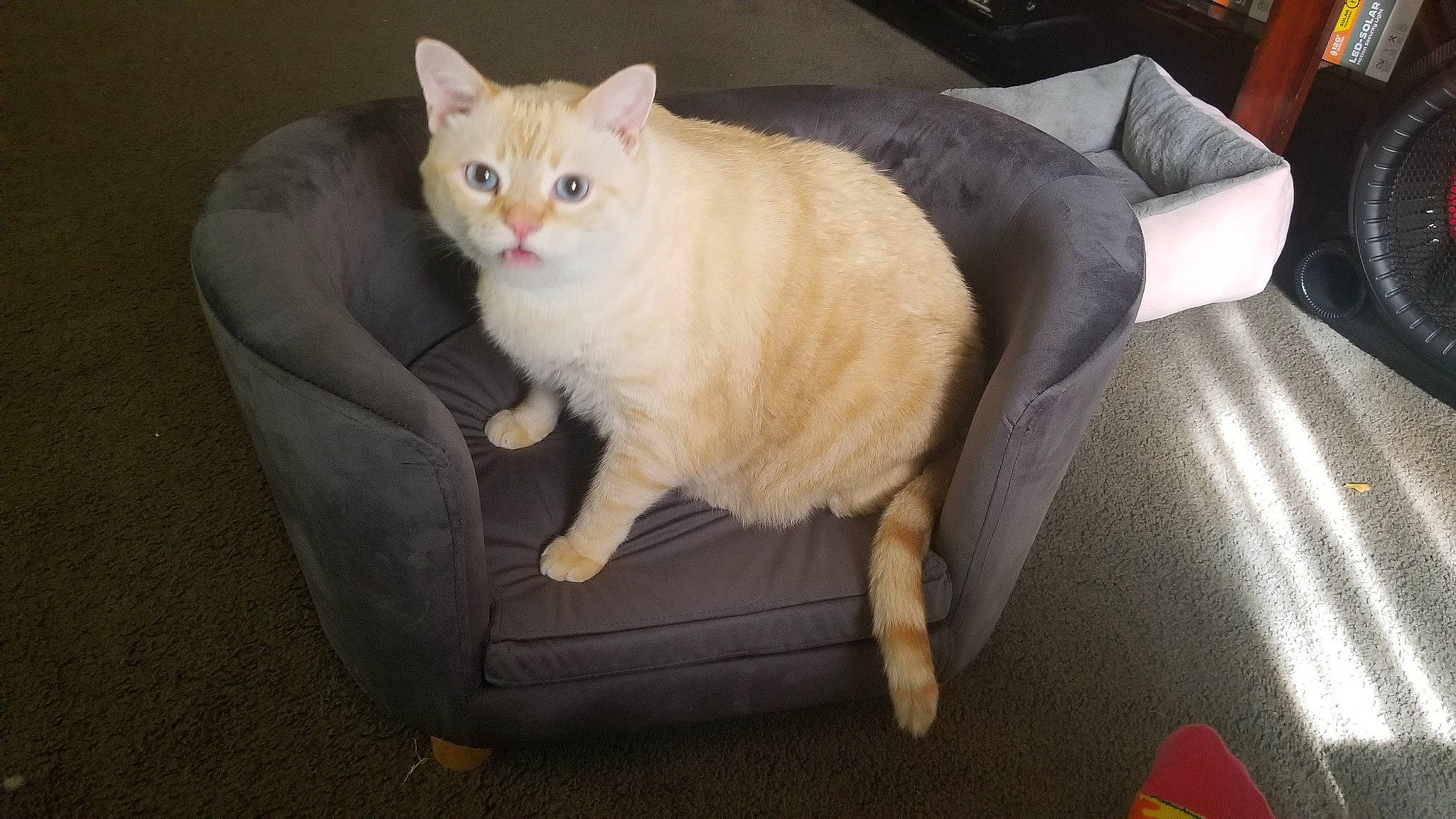 Kai joined the competition — help win amazing prizes! carnivore, cat, cat_furniture, claw, comfort, couch, domestic_short_haired_cat, eye, fawn, felidae, fur, lap, paw, sitting, small_to_medium_sized_cats, tail, whiskers, wood