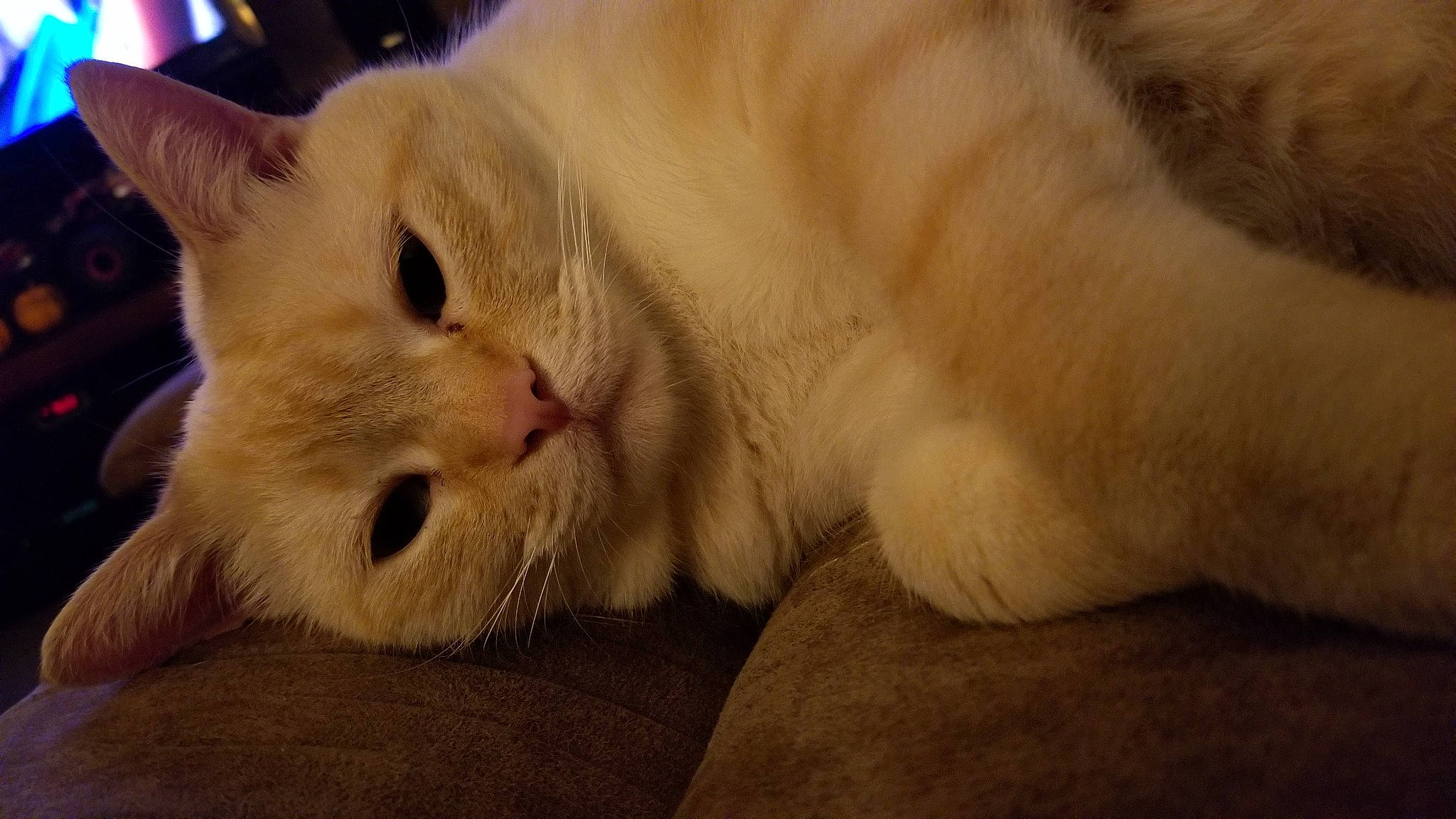 Kai is registered to the contest to win money with this photo: carnivore, cat, claw, comfort, domestic_short_haired_cat, fawn, felidae, fur, paw, small_to_medium_sized_cats, snout, tail, whiskers, wood