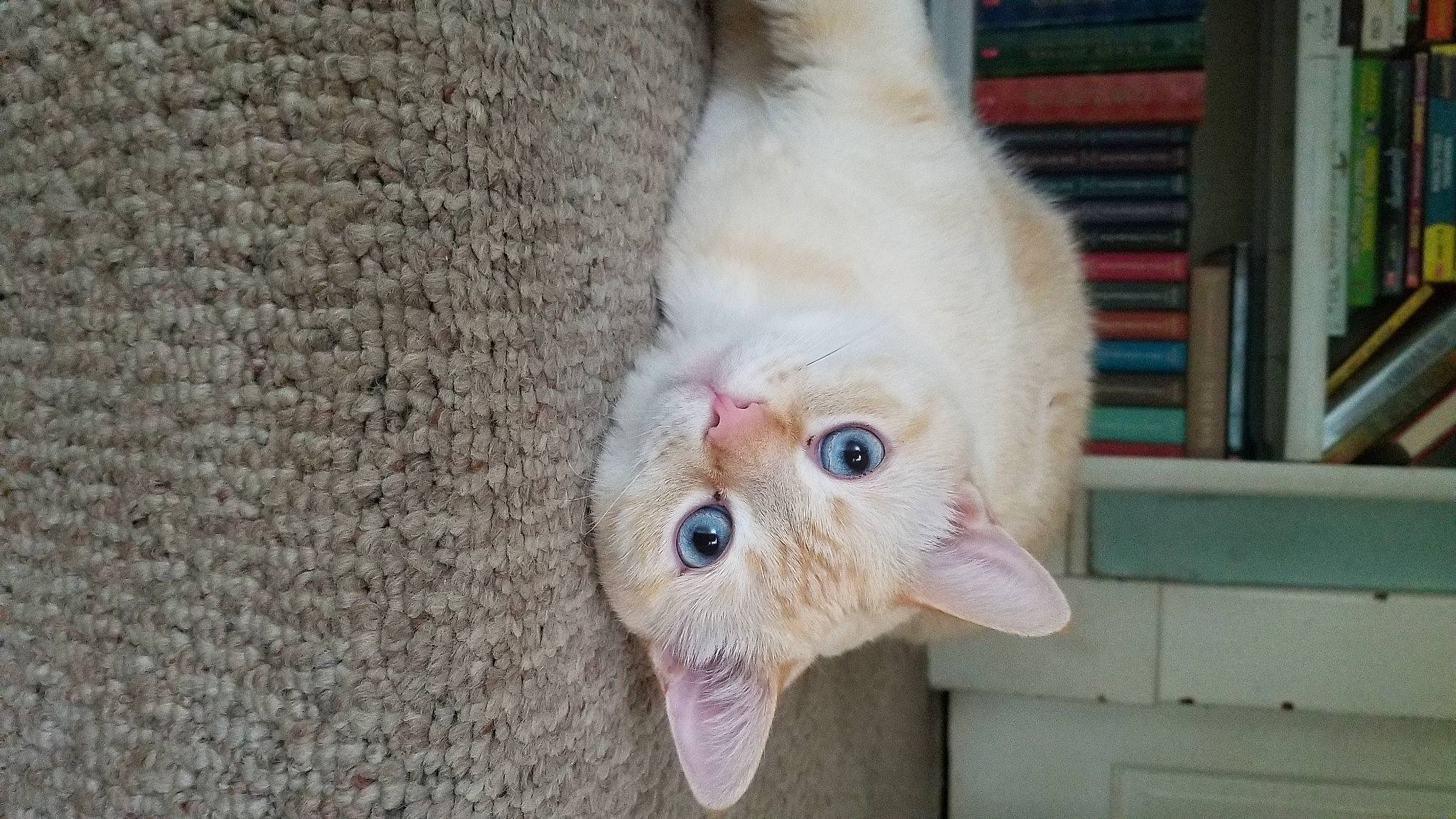 Kai joined the competition — help win amazing prizes! bookcase, carnivore, cat, claw, comfort, domestic_short_haired_cat, fawn, felidae, foot, fur, paw, shelf, small_to_medium_sized_cats, snout, tail, whiskers, wood, wool, woolen, woven_fabric