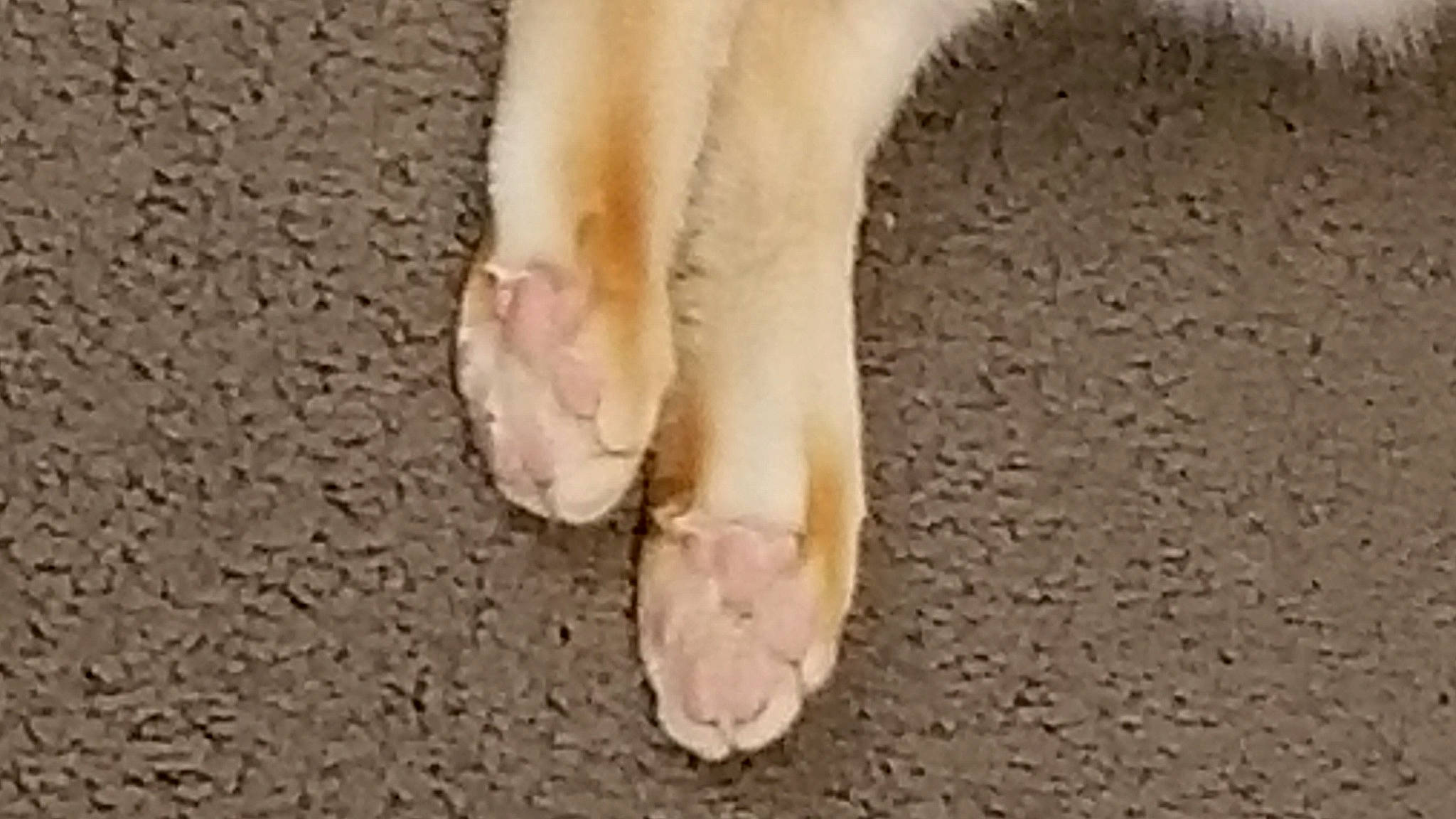 Kai joined the competition — help win amazing prizes! barefoot, canidae, claw, companion_dog, dog_breed, fawn, foot, fur, gesture, human_body, human_leg, ingredient, knee, leg, nail, paw, snout, sporting_group, terrestrial_animal, toe