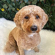Ned is registered to the contest to win money with this photo: dog, curly_fur, brown_dog, pet, fluffy, sitting, white_rug, green_leaves, daisies, indoor, cute, animal, fur, portrait, looking_up, adorable, companion, domestic_animal, soft_texture, background