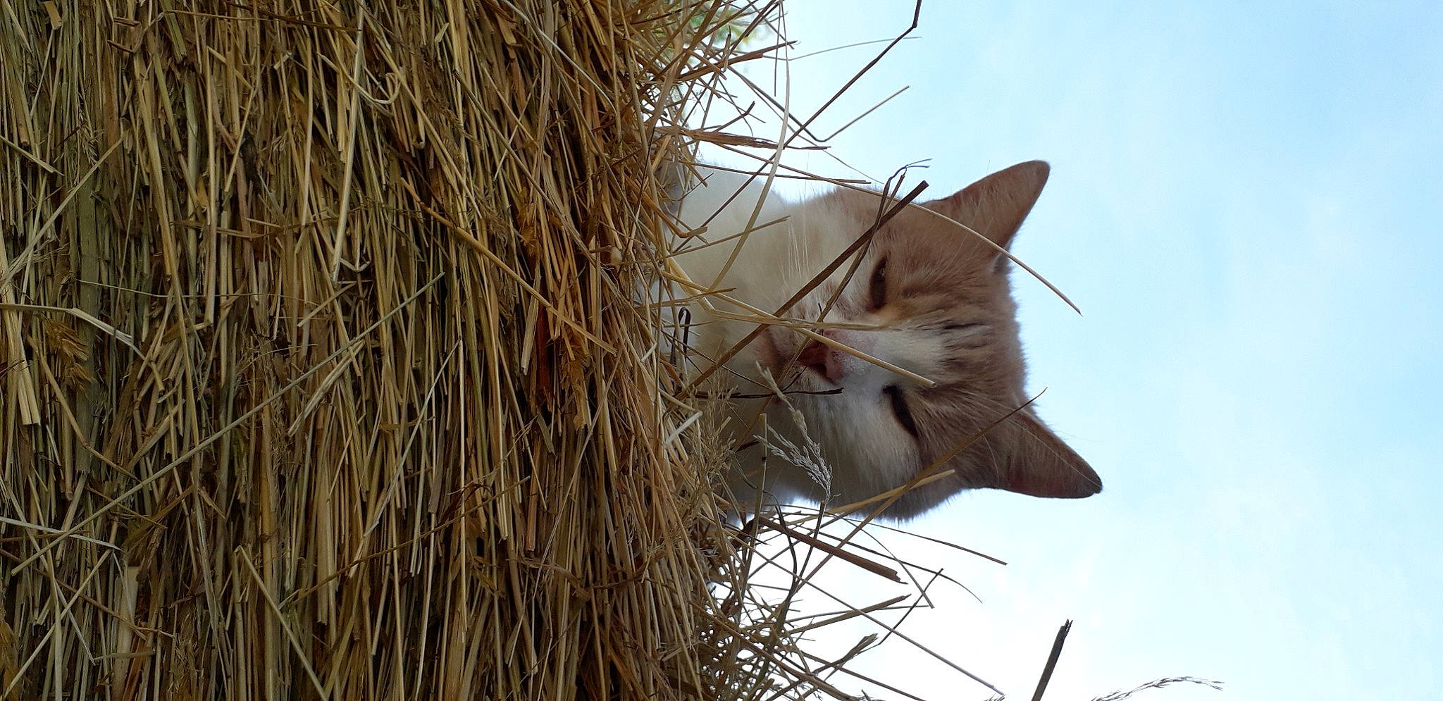 Camel participe au concours pour gagner de l'argent avec cette photo : carnivore, cat, eyelash, felidae, fur, grass, natural_material, plant, plant_stem, sky, small_to_medium_sized_cats, snout, tail, terrestrial_plant, tree, trunk, twig, whiskers, wildlife, wood