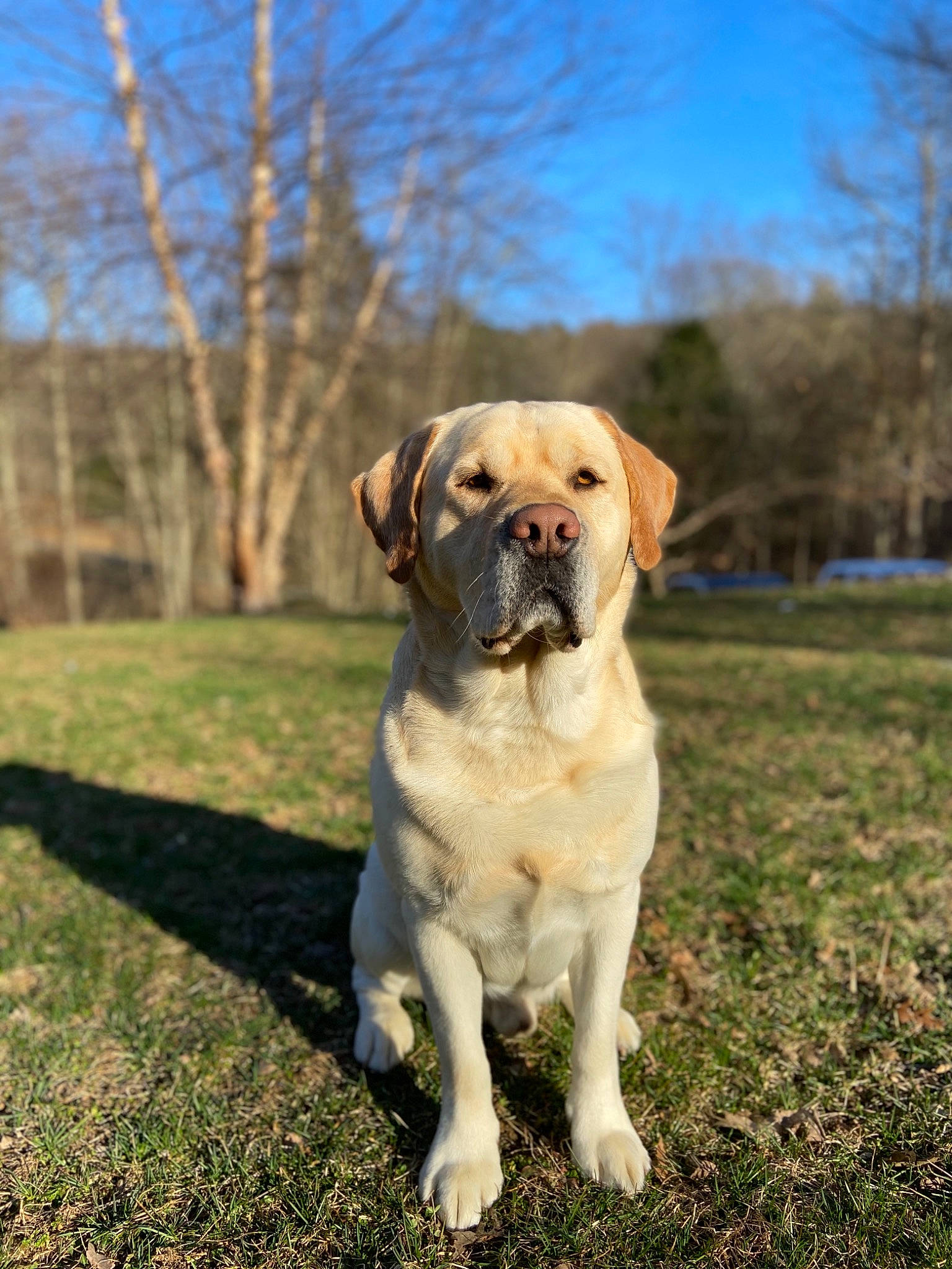 Jackson is registered to the contest to win money with this photo: boerboel, canidae, carnivore, companion_dog, dog, dog_breed, english_mastiff, fawn, grass, labrador_retriever, mammal, plant, retriever, snout, sporting_group, tree, vertebrate