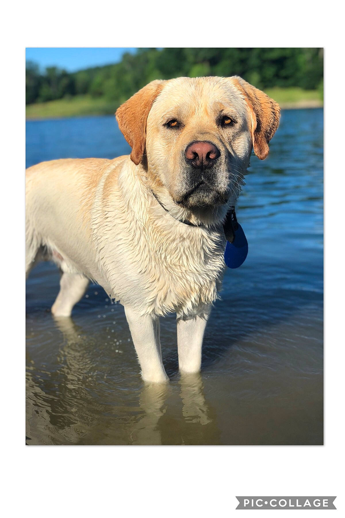 Jackson joined the competition — help win amazing prizes! canidae, carnivore, companion_dog, dog, dog_breed, fawn, golden_retriever, labrador_retriever, mammal, puppy, retriever, snout, sporting_group, vertebrate