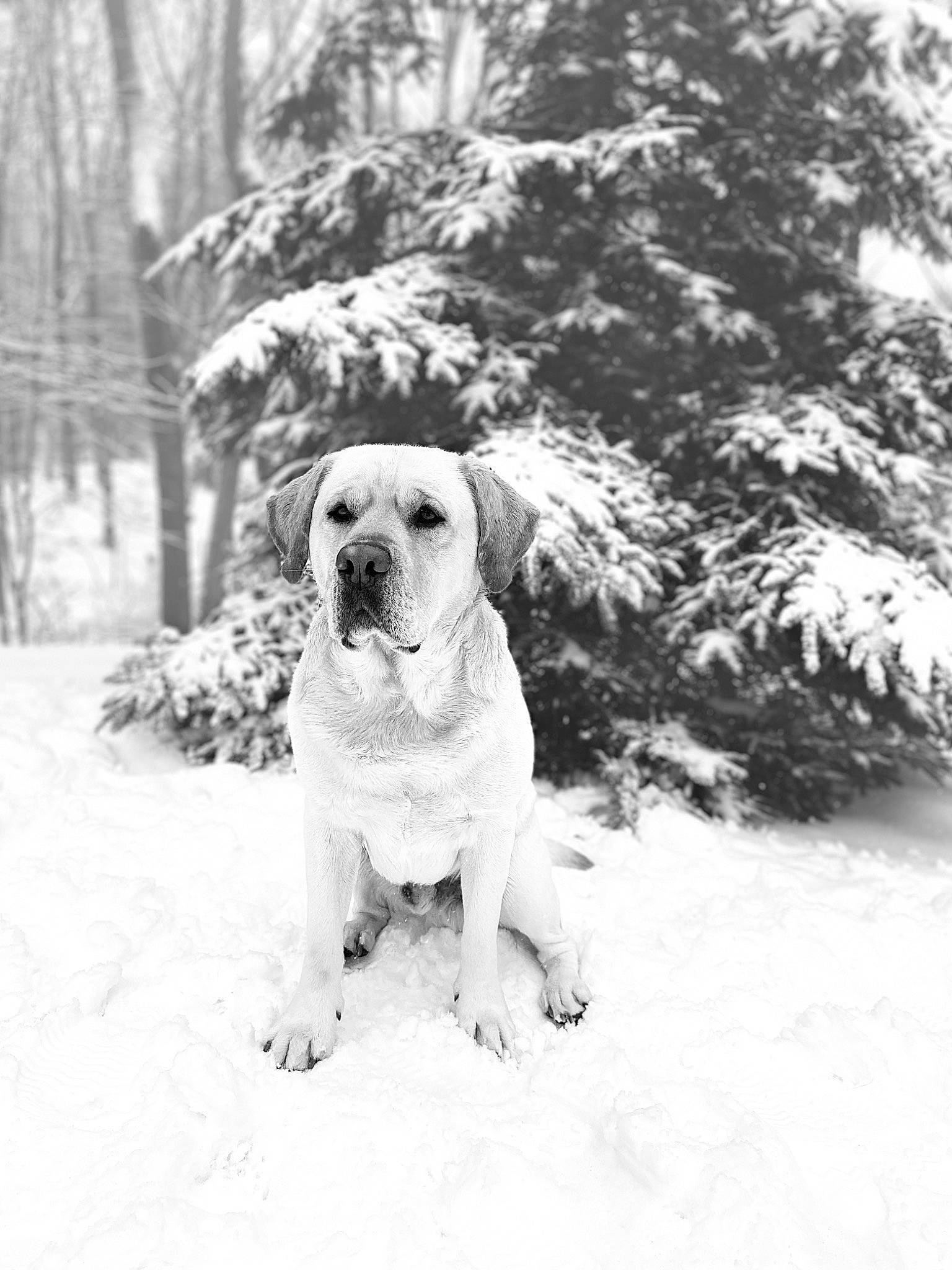 Jackson joined the competition — help win amazing prizes! black_and_white, boerboel, canidae, carnivore, dog, dog_breed, fawn, labrador_retriever, mammal, rare_breed_dog, snow, sporting_group, vertebrate, white, winter