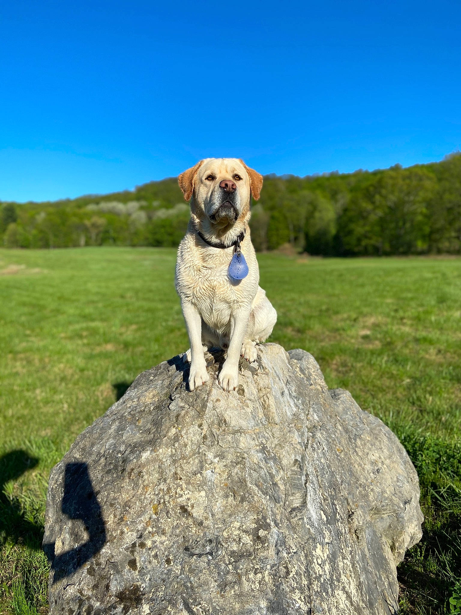 Jackson is registered to the contest to win money with this photo: adventure, anatolian_shepherd_dog, canidae, carnivore, companion_dog, dog, dog_breed, dog_hiking, field_trial, hunting_dog, kangal_dog, labrador_retriever, mammal, mountain, retriever, rock, sporting_group