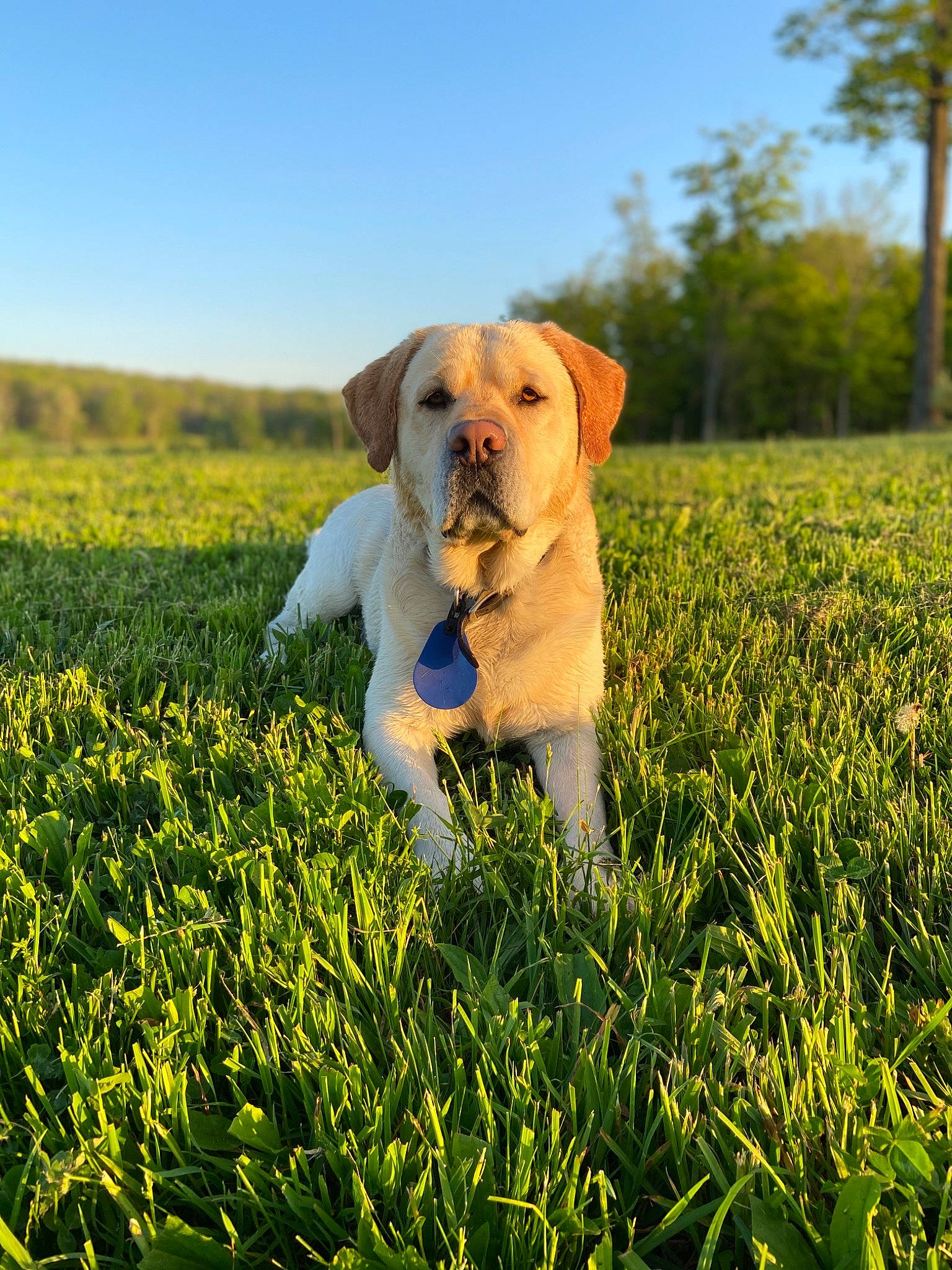 Jackson joined the competition — help win amazing prizes! boerboel, canidae, carnivore, companion_dog, dog, dog_breed, fawn, grass, grass_family, labrador_retriever, mammal, meadow, plant, puppy, retriever, sky, sporting_group, sunlight, tree, vertebrate