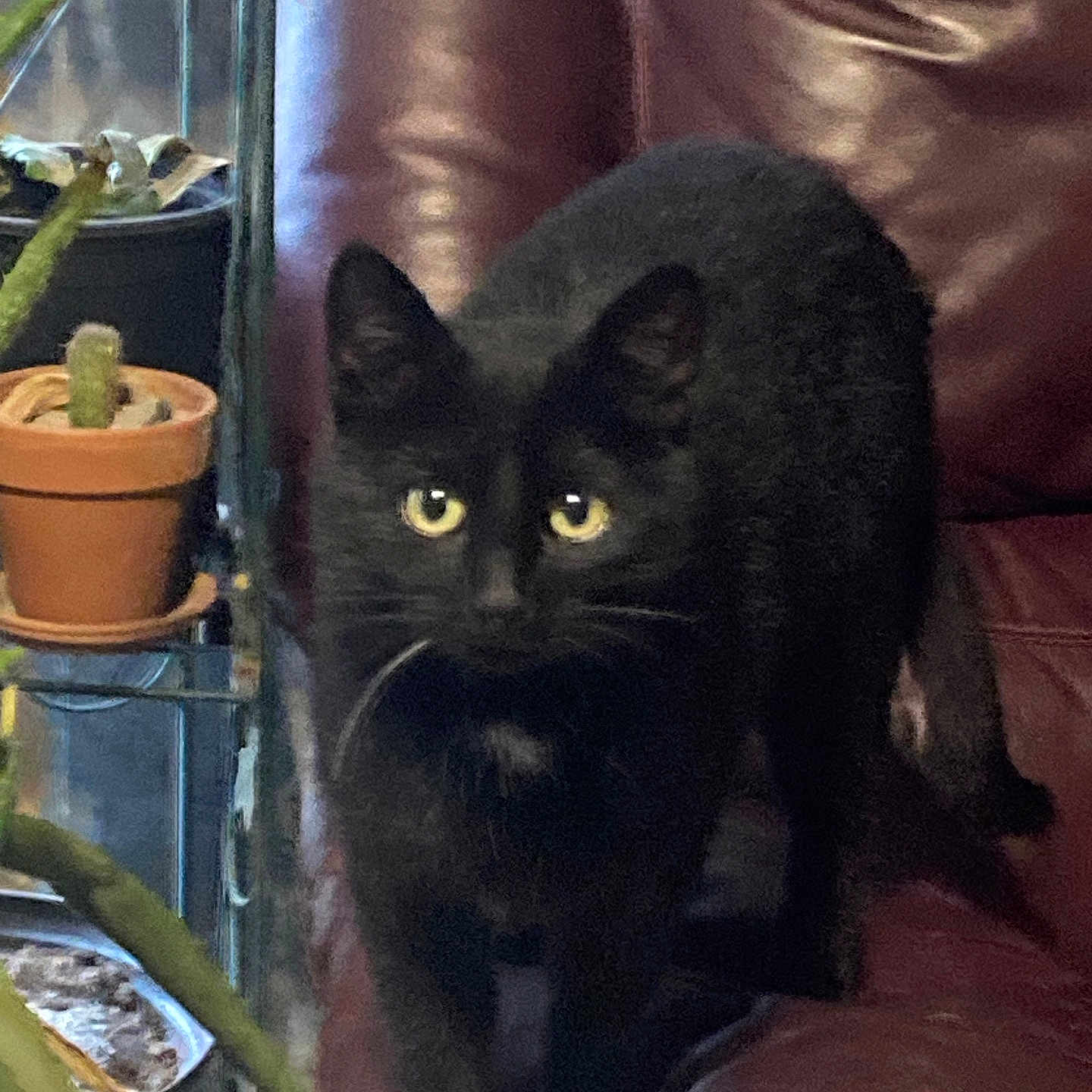Betty is registered to the contest to win money with this photo: animal, black_cat, cat, cautious, cozy, curious, domestic_animal, eyes, furniture, greenery, home, indoor, leaf, leather_chair, nature, pet, plant, potted_plant, stem, whiskers