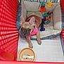 Willow joined the competition — help win amazing prizes! animal, cage, canine, colorful, comfortable, curious, cute, dog_bed, dog_toys, french_bulldog, indoor, pet, pink_harness, playpen, puppy, red, resting, small_dog, water_bowl, young_dog