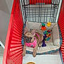 Willow is registered to the contest to win money with this photo: animal, colorful, cozy, cute, dog, dog_bed, floor_tiles, french_bulldog, indoor, looking_up, pet, pet_accessory, pink_harness, puppy, resting, shopping_cart, small, toys, water_bowl, young